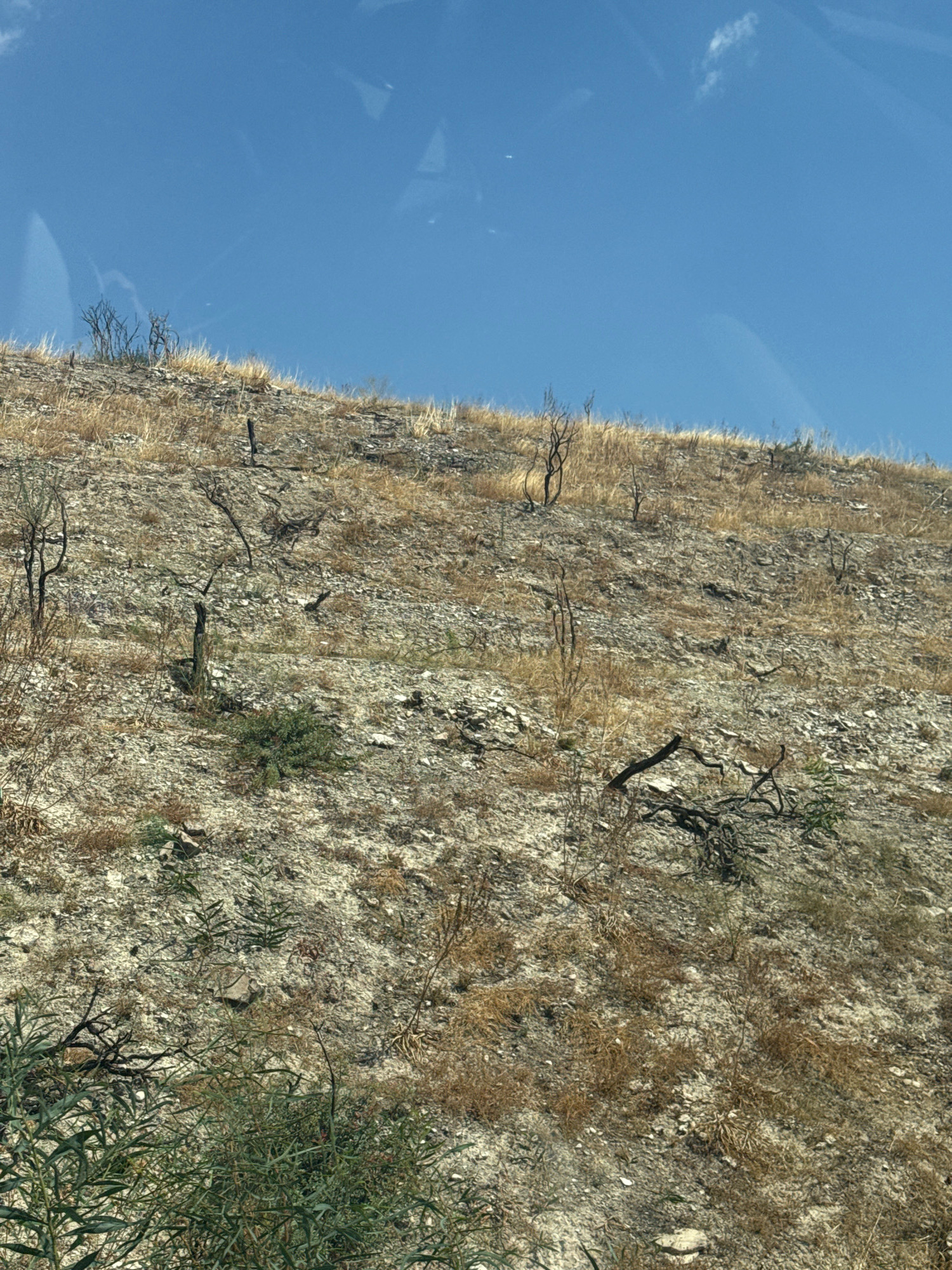 The image depicts a dry, rocky hillside in Alassa, Cyprus, under a clear blue sky with faint clouds. The landscape is characterized by sparse, dry vegetation and the charred remains of trees and shrubs, suggesting a recent fire. Scattered grey rocks and loose soil make up the terrain, which slopes upwards. In the foreground, some greener, denser bushes are visible, contrasting with the otherwise arid surroundings. The overall impression is one of desolation and recovery after a natural event.