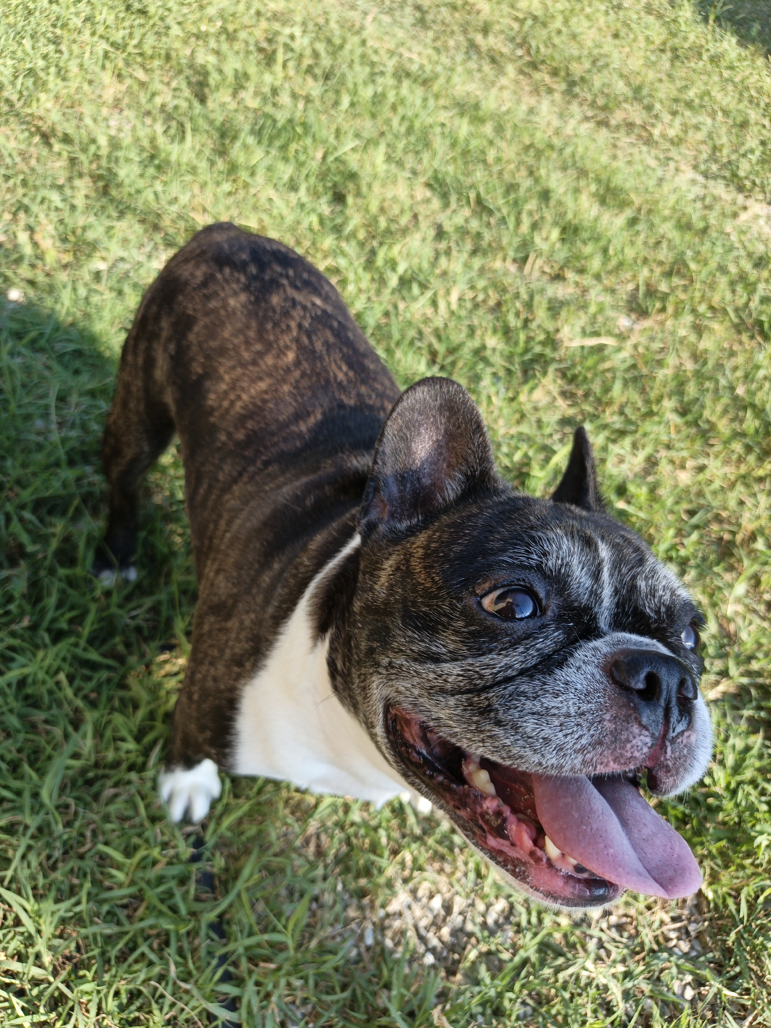 A brindle and white French Bulldog is shown from a high-angle perspective, standing on a grassy area. The dog is looking up and to the right, with its mouth open and tongue hanging out. Its fur is a mix of dark brindle stripes and white markings on its chest and paws. The background consists of green grass, suggesting an outdoor setting. The lighting indicates it is daytime, likely sunny, as there are shadows cast on the grass. The dog's expression appears happy and alert. There is no visible text in the image.