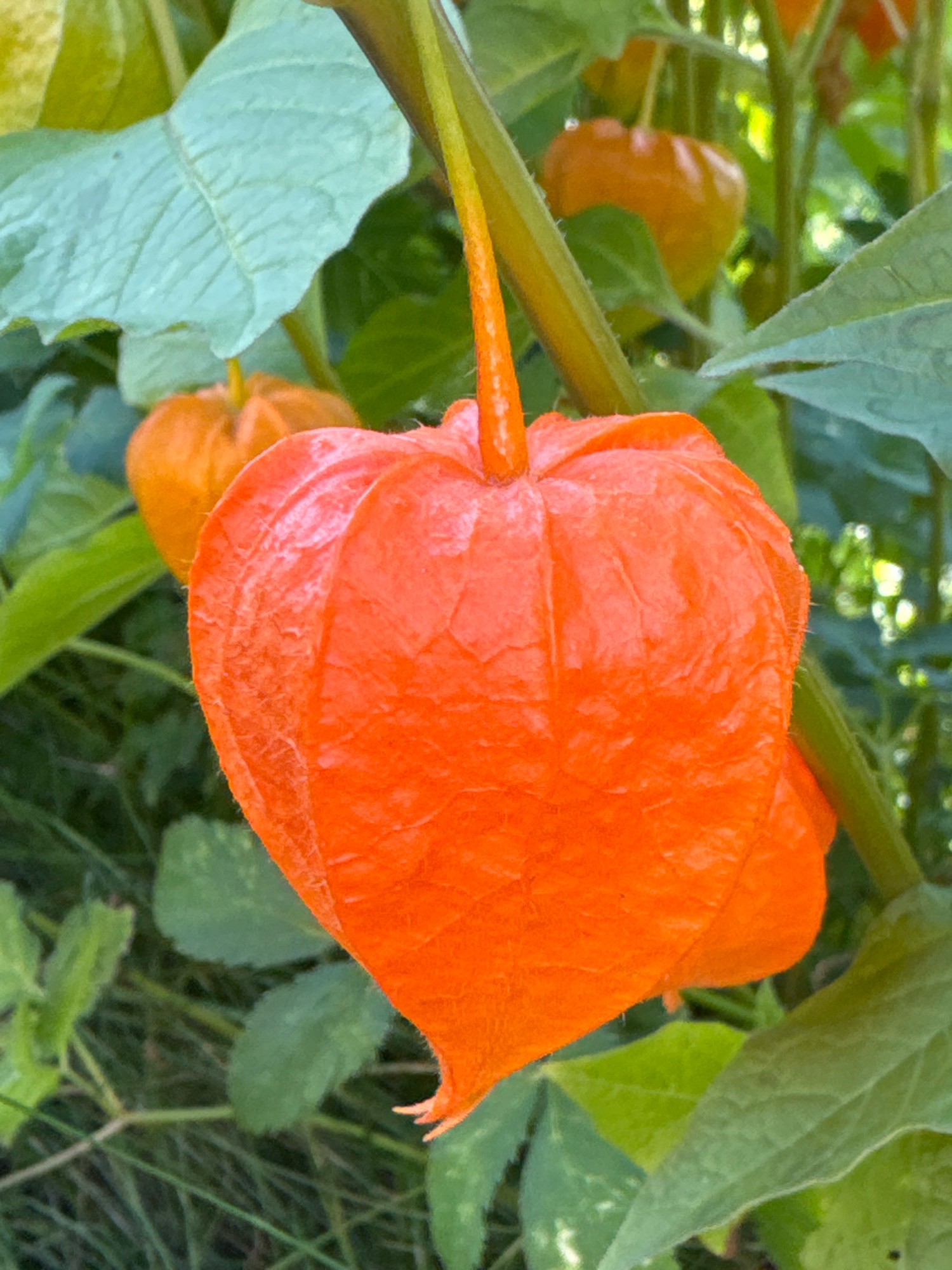 The image displays a close-up, slightly blurred view of Chinese lantern plants (Physalis alkekengi) in a garden setting. The foreground is dominated by a bright orange, inflated calyx, characteristic of the plant's fruit. The calyx has a papery texture with visible veins and a pointed tip. Behind this, other orange calyces are visible, along with green leaves and stems. The background is out of focus, suggesting a garden or natural environment. There are no people or animals in the image. The overall lighting suggests an outdoor scene, likely during daylight. The specific location within Saint Petersburg, Russia, cannot be determined from the image alone.