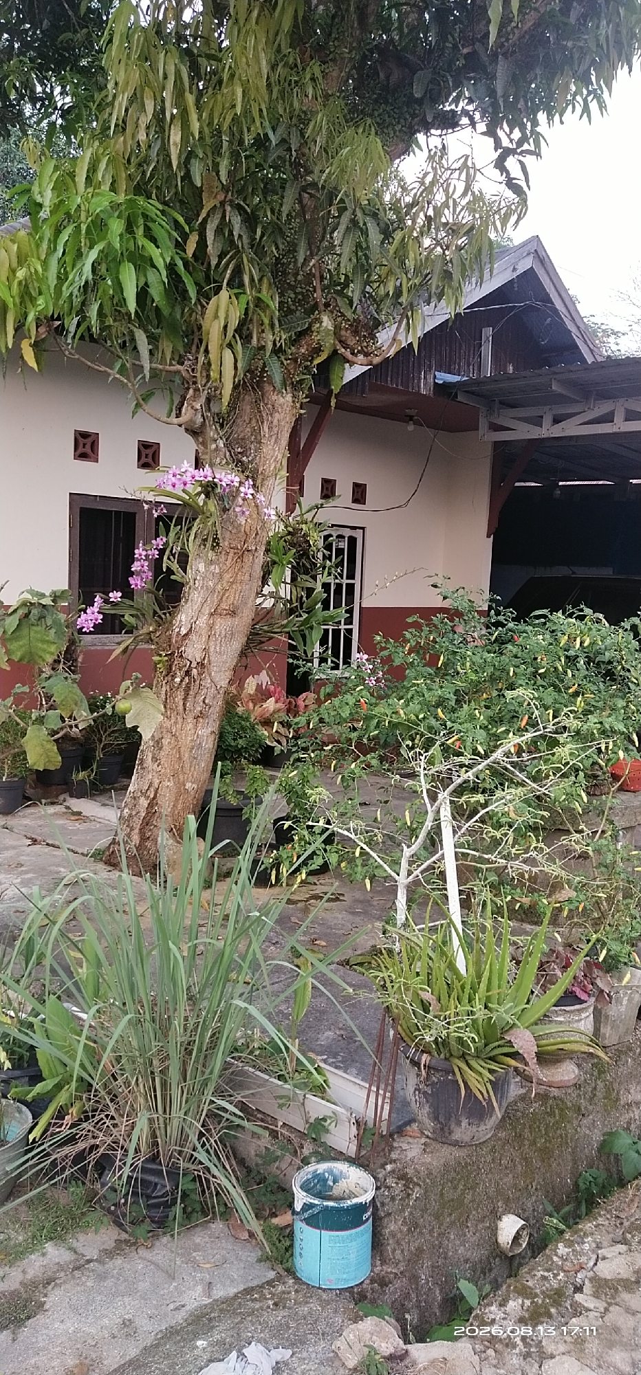 The image shows the exterior of a house in Matabu, Indonesia, with a focus on the surrounding greenery and a large tree. The house has a white and maroon facade with dark windows and a white door with a metal grate. A prominent tree stands in the foreground, with a cluster of pink orchids growing on its trunk. Various potted plants, including lemongrass and aloe vera, are arranged around the base of the tree and on a concrete pathway. In the background, a covered carport is visible, with a dark vehicle parked underneath. A light blue paint can sits on the ground near the edge of the pathway. The overall scene depicts a well-tended, tropical garden setting adjacent to a residential dwelling.