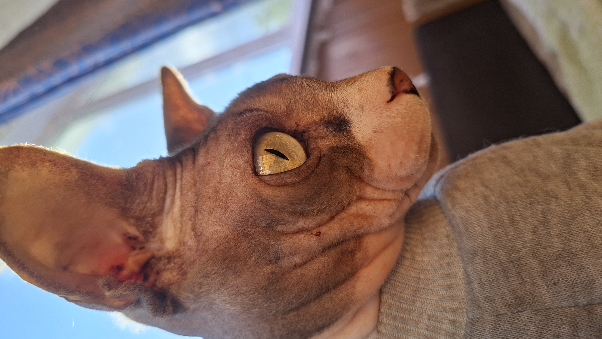 The image shows a close-up, low-angle view of a Sphynx cat wearing a grey sweater. The cat's head is prominently featured, with its left ear and golden eye visible. The background includes a window with a view of the sky. The cat appears to have some minor injuries on its ear and near its nose. There is no indication of the location of Забалоцкі сельскі Савет, Belarus.