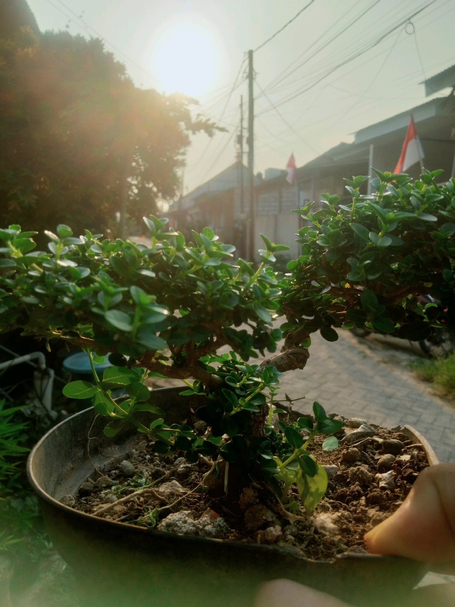 A close-up, low-angle shot focuses on a small, potted bonsai tree in the foreground, held by a person's thumb and index finger at the bottom right. The bonsai has dark, gnarled branches and vibrant green leaves. The pot contains soil, small stones, and dried plant matter. In the background, a paved path runs alongside buildings with red and white Indonesian flags visible. Telephone poles and power lines crisscross the sky, and the setting sun casts a warm glow, creating lens flare and silhouetting trees on the left. The environment appears to be a residential street in Tangerang, Indonesia, likely during the late afternoon or early evening.