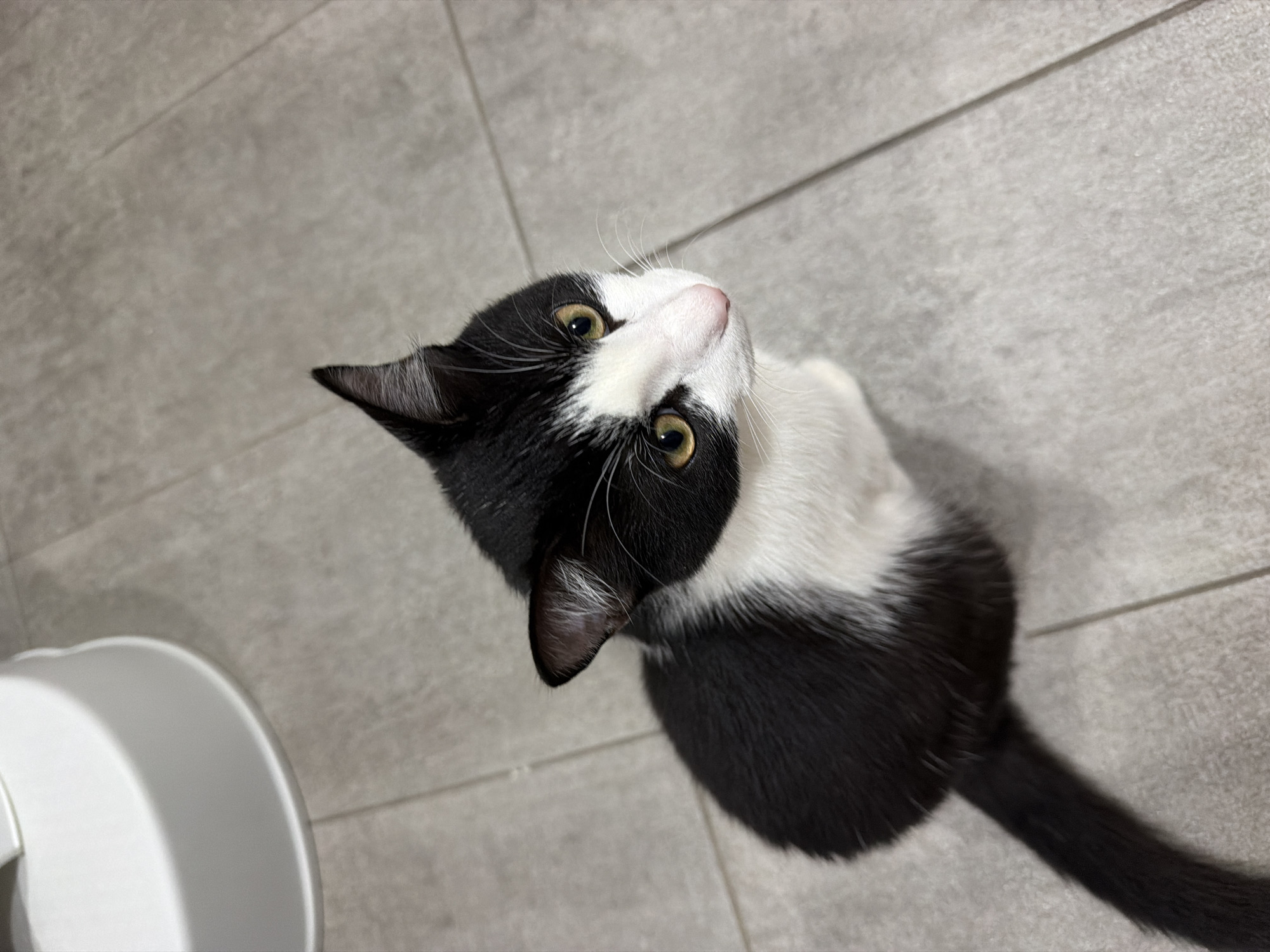 A domestic cat with a black and white tuxedo coat is depicted seated on a light grey tiled floor. The cat's head is slightly turned, and its eyes, a distinct gold-green, are directed upwards and to the right of the frame, indicating focused attention. Its muzzle is white, featuring a pink nose and prominent white whiskers. The ears are pointed and black, with white fur visible within the ear canal. The cat's body is predominantly black, with a white chest and belly, and its black tail is partially visible extending from the lower left. In the upper left quadrant, a segment of a smooth, white, rounded object rests on the floor. The floor consists of light grey rectangular tiles with visible grout lines, suggesting an indoor environment.