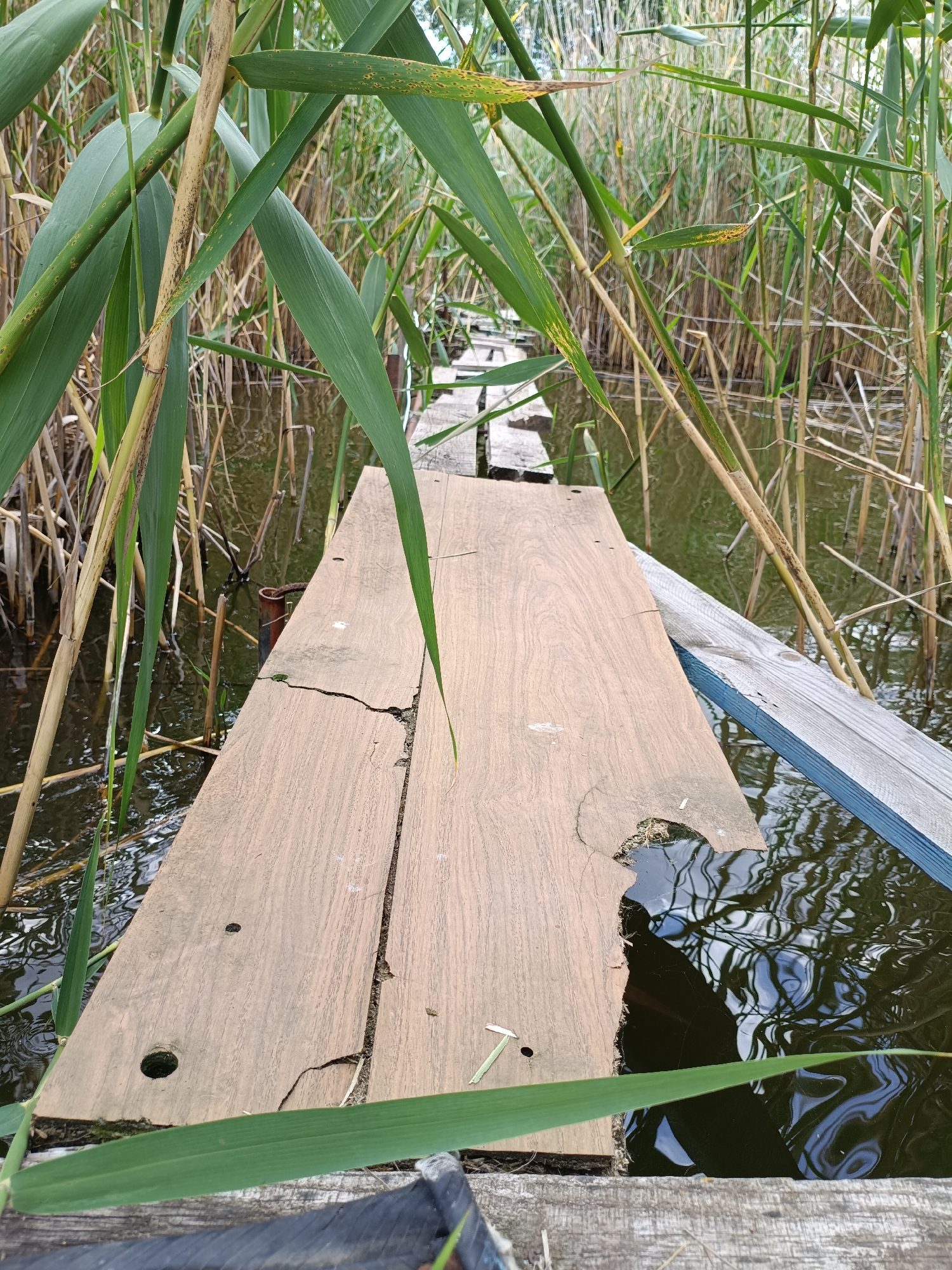 The image shows a wooden walkway constructed from planks, leading over a body of water filled with reeds. The walkway appears old and somewhat deteriorated, with some planks cracked and others missing sections. The water is dark and reflects the surrounding vegetation. Tall green and brown reeds line the edges of the walkway and extend into the background, creating a natural, somewhat overgrown scene. The perspective is low, looking along the walkway as it recedes into the distance. Some of the reeds in the foreground are large and lush, with long green leaves. The overall impression is one of a rustic, perhaps abandoned or infrequently used, pathway in a marshy or riverside environment. The lighting suggests it is daytime, with natural light filtering through the reeds, creating dappled patterns. There are no people visible in the image, and the focus is entirely on the walkway and the surrounding natural elements. The scene evokes a sense of quiet and perhaps a bit of melancholy due to the state of disrepair of the walkway.