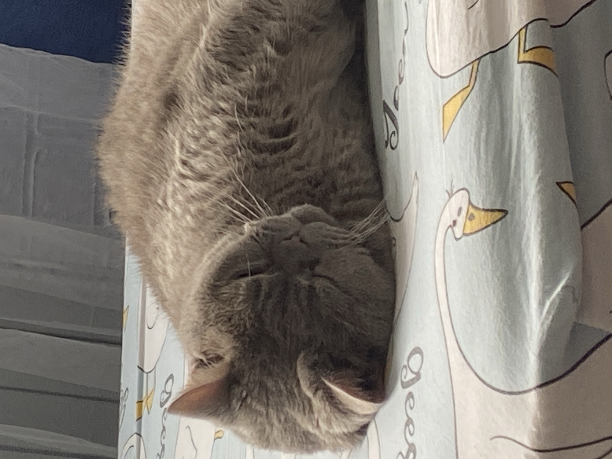 An adult, light gray domestic shorthair cat is sleeping on a bed. The cat is curled up on its side, with its head resting on its paws. Its eyes are closed, and its ears are perked slightly. The cat's fur is short and dense, and it appears to be healthy. The bed is covered with a light blue sheet that has a pattern of white cartoon swans on it. In the background, a gray curtain is visible. The overall impression is one of peaceful slumber.
