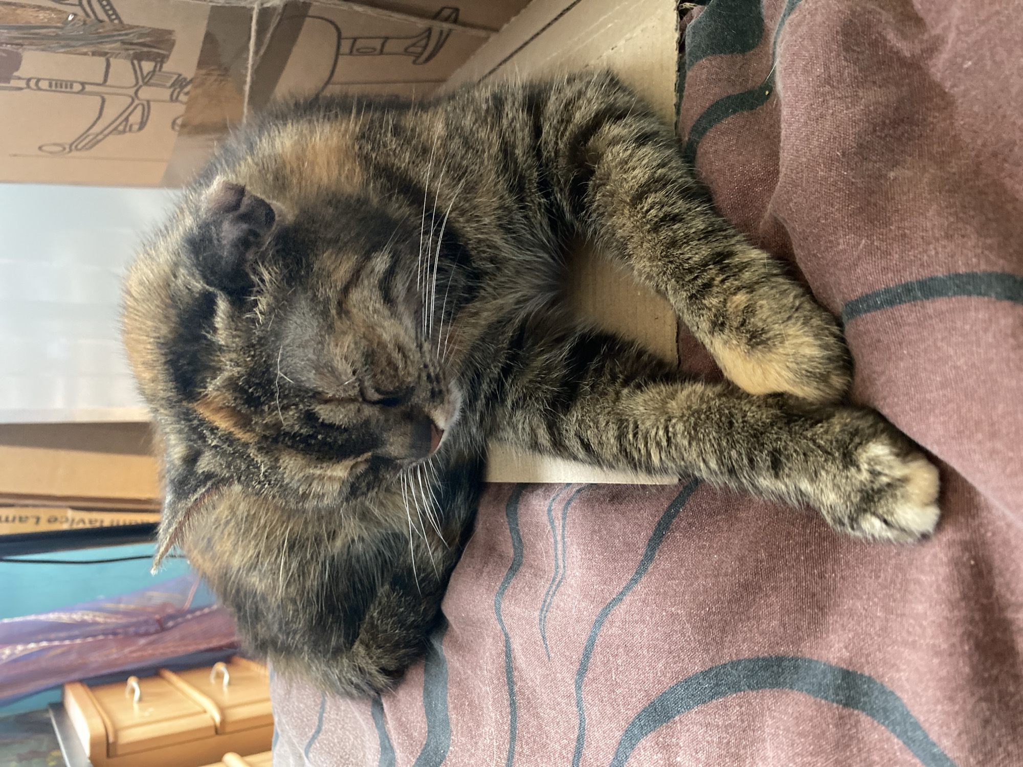 A tabby cat is sleeping on a brown blanket with a striped pattern. The cat is curled up and appears to be comfortable. The blanket is draped over a cardboard box, which is also partially visible in the image. The cat's fur is a mix of brown, black, and orange stripes. Its eyes are closed, and its paws are tucked in. The scene is indoors, and the lighting suggests it is daytime. There are some indistinct objects in the background, including what appears to be another cardboard box and some shelves. A portion of text is visible on a cardboard box in the background, appearing to be " LAVICE LAM". The overall mood of the image is peaceful and serene, capturing a moment of quiet rest for the feline. The image was taken in Bílina, Czechia.