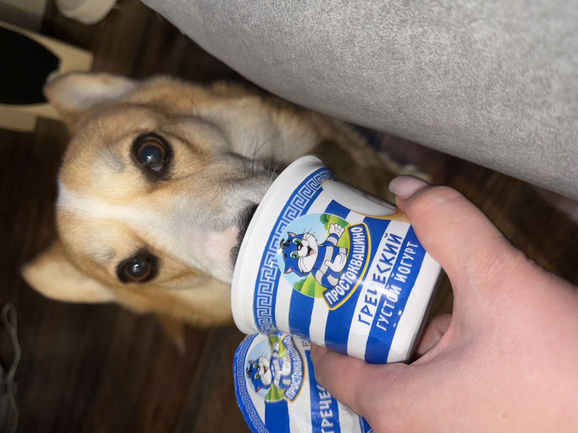 A tan and white corgi-type dog is licking the rim of a white yogurt cup. The cup is labeled in Russian with blue stripes and a cartoon cat. A hand holds the cup close to the dog’s mouth. The location cannot be confirmed as Votkinsk, Russia.