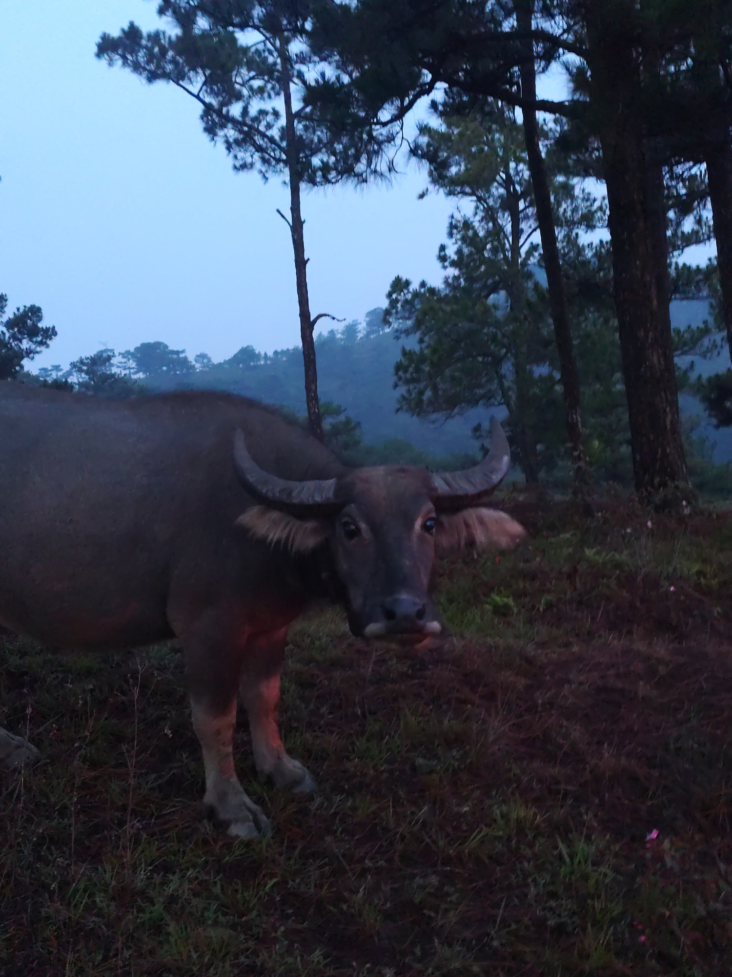 The image depicts a serene, dimly lit natural scene in Lạc Dương, Vietnam, likely captured at dawn or dusk. The central subject is a large, dark-colored water buffalo, possibly a carabao, standing in the foreground and looking directly towards the viewer with a calm, observant gaze. Its sturdy horns curve prominently from its head, and a subtle reddish glow is visible on its lower body and legs, possibly from ambient light or a very low sun.
The background features numerous tall, dark pine trees, their branches silhouetted against a pale blue-grey sky that appears either overcast or misty, suggesting a cool, humid atmosphere typical of mountainous regions. Distant hills or mountains are faintly discernible through the atmospheric haze behind the trees. The ground in the foreground and beneath the trees is covered with sparse grass and dark earth or fallen pine needles.
The overall ambiance is peaceful and natural, devoid of human presence or activity. The diffused lighting and muted color palette contribute to a quiet, slightly mysterious feel. There is no visible text in the image.