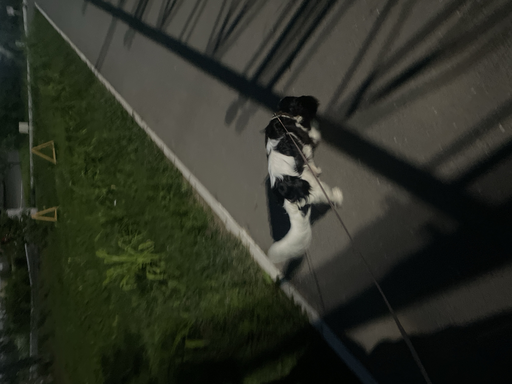 The image shows a black and white dog on a leash walking along a paved path next to a grassy area. The dog appears to be a medium-sized breed with long, wavy fur. It is wearing a collar. A white object, possibly a cat, is also visible near the dog. The scene is lit by artificial light, suggesting it is nighttime or dusk. The path has some faint markings, and shadows are cast from an overhead structure. The overall setting appears to be an outdoor urban or suburban environment, possibly a park or a sidewalk. The image is somewhat blurry due to low light conditions or camera movement. No text is visible in the image.
