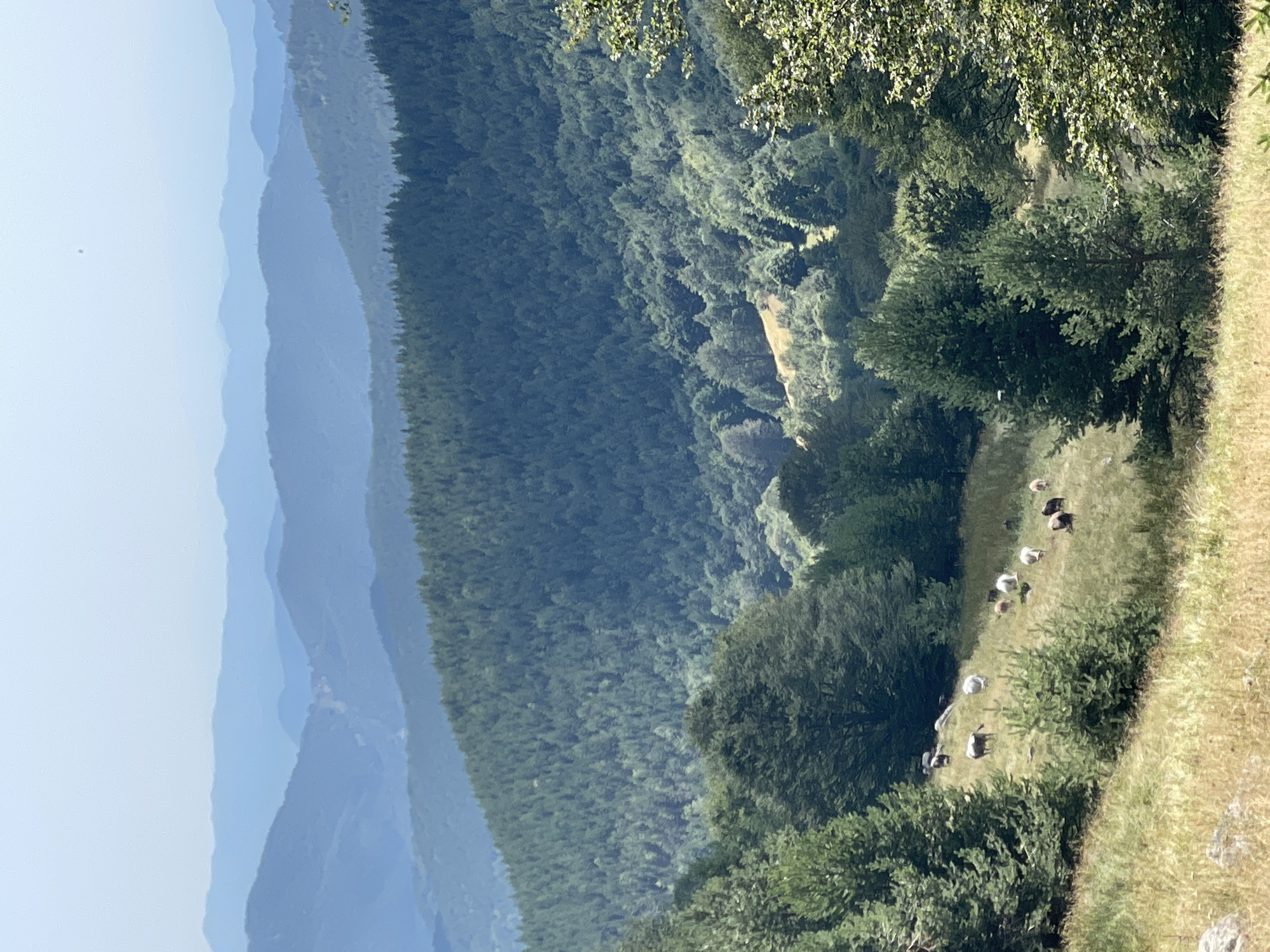 The image depicts a panoramic view of a mountainous landscape with a herd of cattle grazing on a grassy slope in the foreground. The terrain is characterized by rolling hills covered in dense evergreen forests. In the distance, several layers of mountains recede into the hazy blue sky. The vegetation appears lush and green, suggesting a temperate climate. The herd consists of approximately ten to twelve cattle, varying in color from white to brown. They are dispersed across the slope, some grazing, others standing. The overall impression is one of a serene and natural environment. The location is identified as Bosilkovo, Bulgaria.