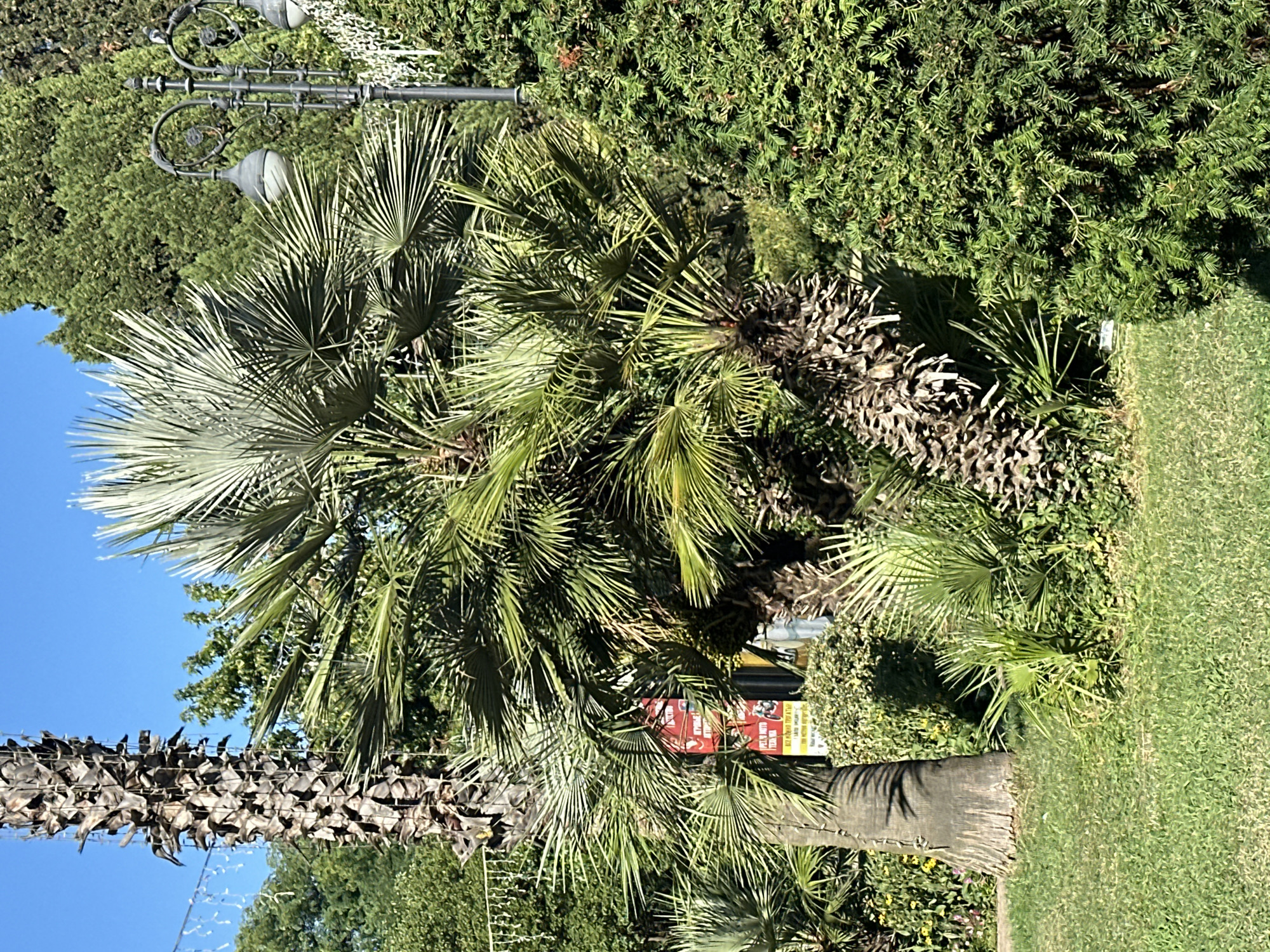 The image depicts a lush green park scene in Sochi, Russia, under a clear blue sky. A large palm tree with a textured, rough trunk stands prominently in the foreground, to the left of the frame. To its right, another palm tree with fan-shaped, silvery-green fronds is visible, its trunk leaning slightly. In the background, a dense arrangement of various green trees and bushes creates a vibrant natural backdrop. A vintage-style black lamppost with two lamps is positioned to the right of the frame, adding a touch of classic park aesthetics. The ground is covered with well-maintained green grass. A red and yellow sign is partially visible behind the palm trees. The overall ambiance is that of a sunny day in a well-kept urban park, likely a tourist area given the presence of decorative lighting.