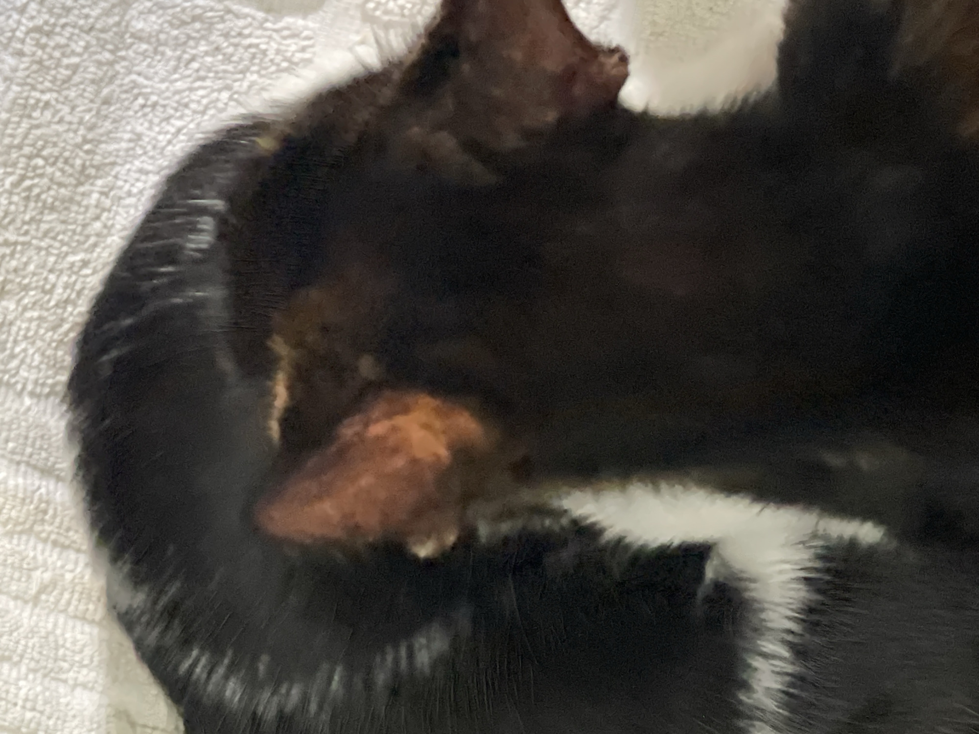 The image is a close-up, blurry shot of two cats lying down. One cat is mostly black with white markings and is on the left side of the frame. The other cat is dark brown and is positioned in front of the black cat, with its head turned away from the camera. Both cats appear to be resting on a textured white surface, possibly a blanket or towel. There are no people visible in the image, and the location in Denpasar, Indonesia is not discernible from the visual information provided.