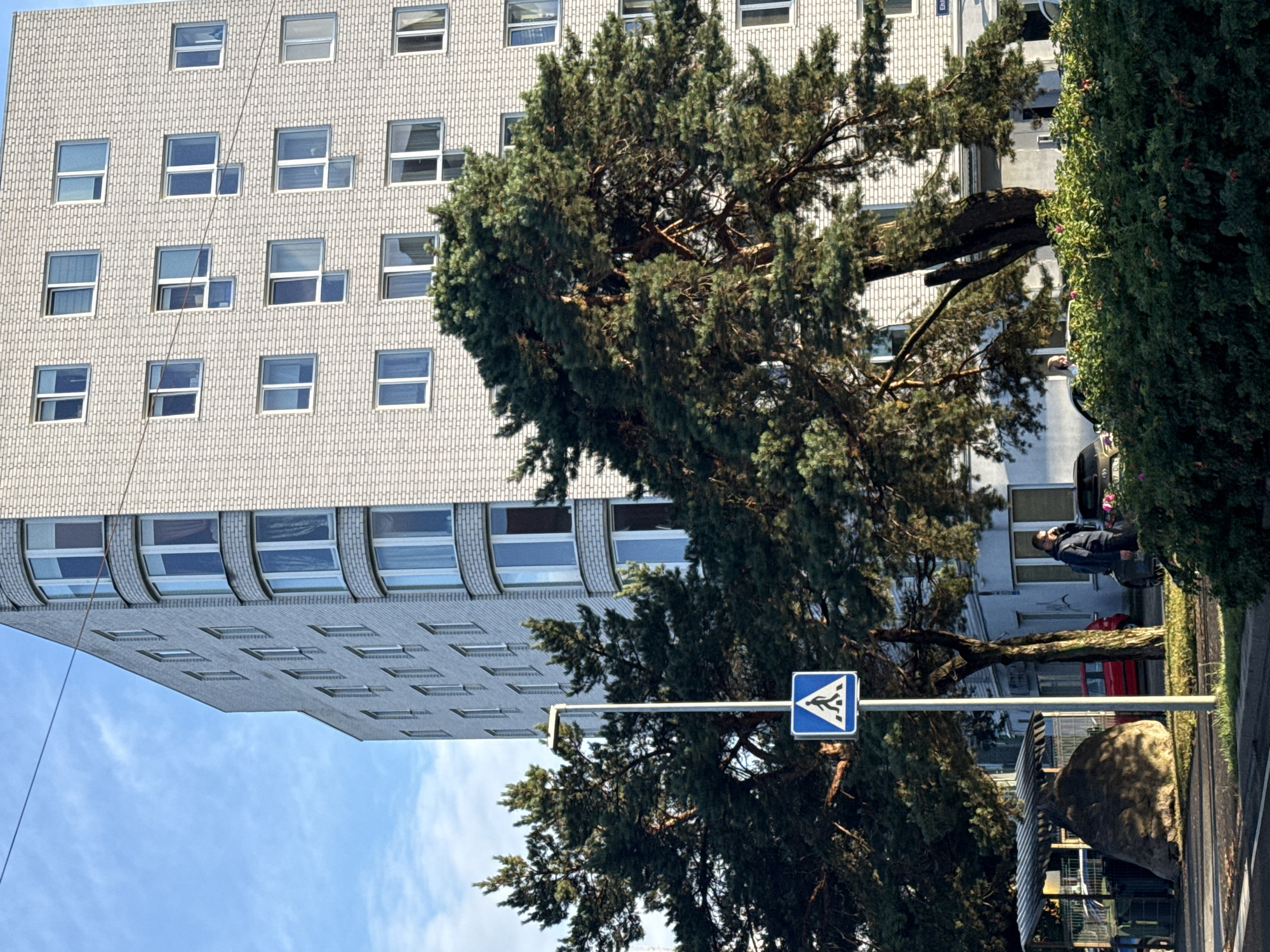 The image shows a modern apartment building in Tallinn, Estonia, with a light grey brick facade and numerous windows. Several large pine trees with dense green foliage are in the foreground, partially obscuring the building. A pedestrian crossing sign is visible on a pole between the trees. A man in a dark jacket is standing near a car on the right side of the image, holding a phone to his ear. In the background, there is a red car and a covered structure with a large, rounded object under it. The scene is bathed in sunlight, casting shadows on the ground.