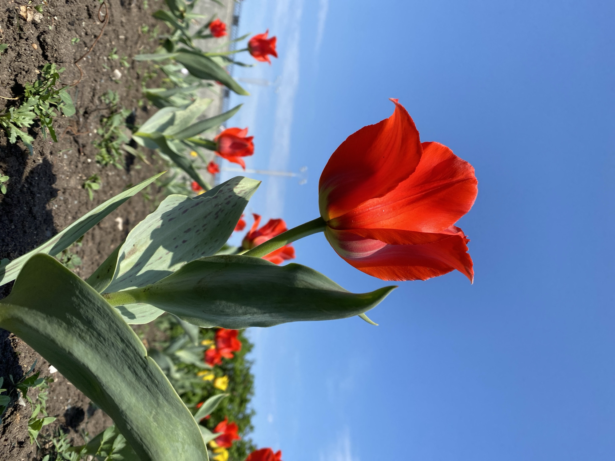 A close-up, low-angle shot presents a vibrant red tulip in full bloom against a clear blue sky. The flower's petals display a slightly translucent quality, catching the light. Below, a row of similar red tulips stretches into the distance, blurring slightly. Patches of green leaves and soil are visible. It is assumed that this image was taken in the city of Yekaterinburg, Russia.