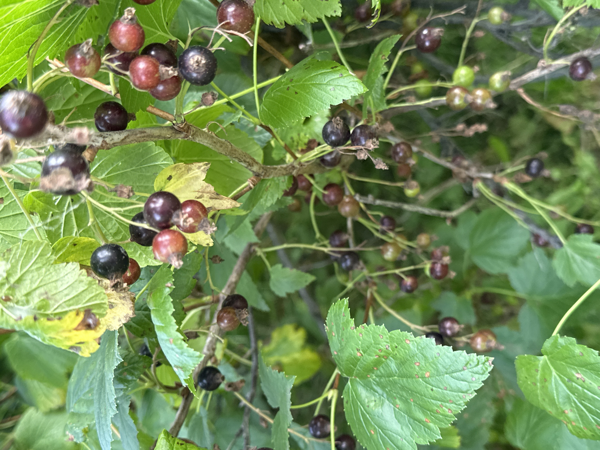 This is a close-up, eye-level, vertical shot of blackcurrants on a bush. The berries are in various stages of ripeness, ranging from green to deep purple and black. Some berries are clustered together on thin stems, while others are more spread out. The leaves of the bush are a vibrant green, with some showing signs of yellowing or browning. The background is a blur of green foliage, suggesting a natural outdoor setting. The image was captured in Petropavlovsk-Kamchatsky, Russia.
