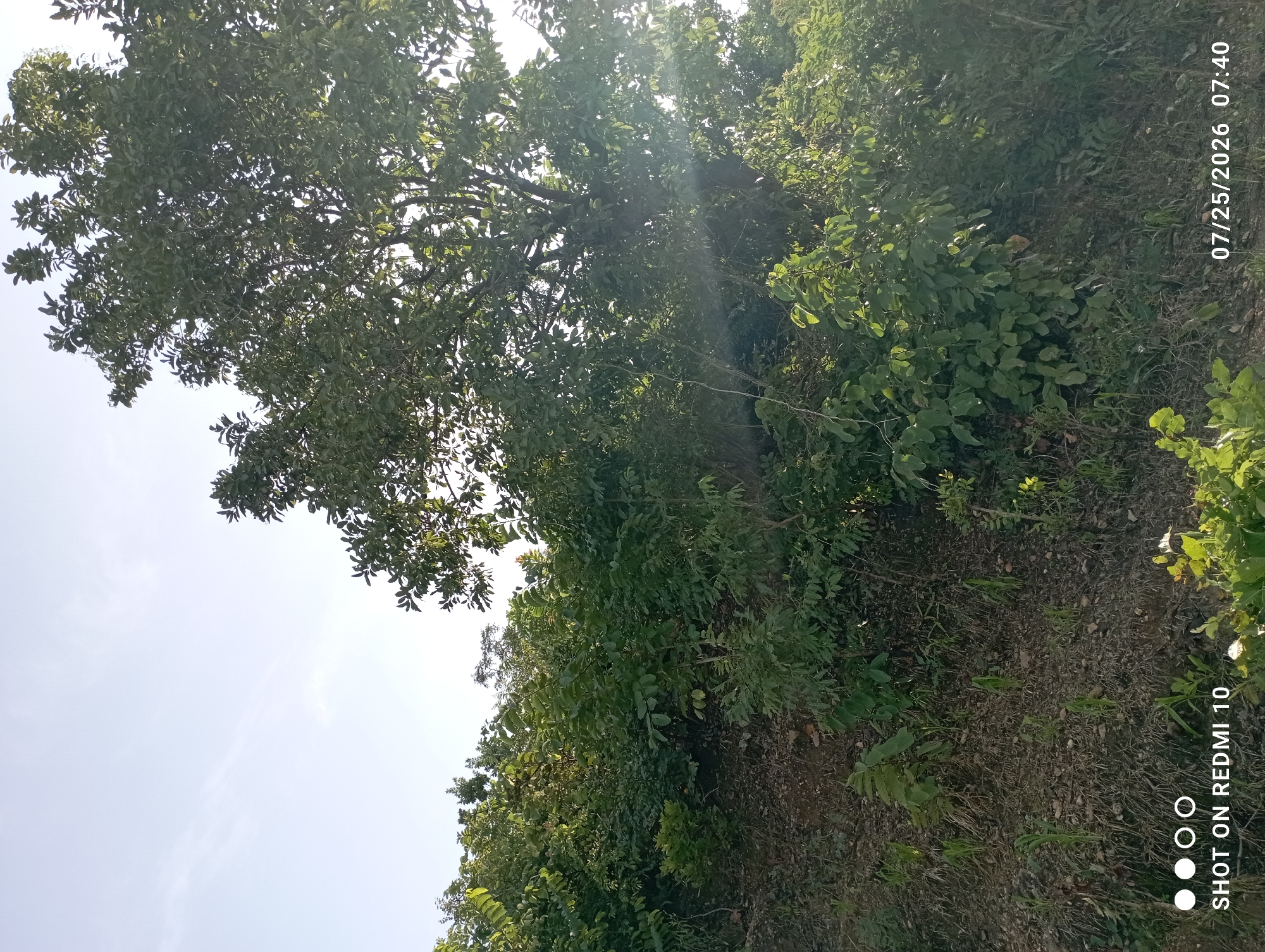 The image depicts an outdoor scene featuring a dense growth of trees and vegetation. The lighting suggests it is daytime, with sunlight filtering through the leaves, creating bright spots and shadows. The foreground shows a sloping ground covered with dry leaves and some small green shoots. A large tree with full foliage is prominent on the right side of the image. The background reveals more trees and vegetation, extending upwards to a clear sky. A watermark at the bottom left reads "SHOT ON REDMI 10," and a date and time stamp at the bottom right reads "07/25/2026 07:40." The location of Serti, Nigeria, is not explicitly visible or indicated within the image itself.