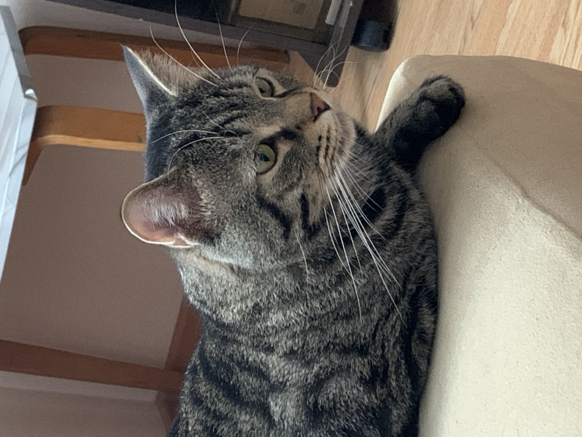 A gray tabby cat lies on a light-colored upholstered surface, possibly a chair or sofa. The cat is oriented with its head turned upward and toward the left side of the frame. Its paw rests on the surface. Part of a wooden structure, possibly stairs or a table, is visible in the background to the left. The background also includes part of a wooden floor and the side of furniture. There is no indication of the city of Stavropol, Russia.
