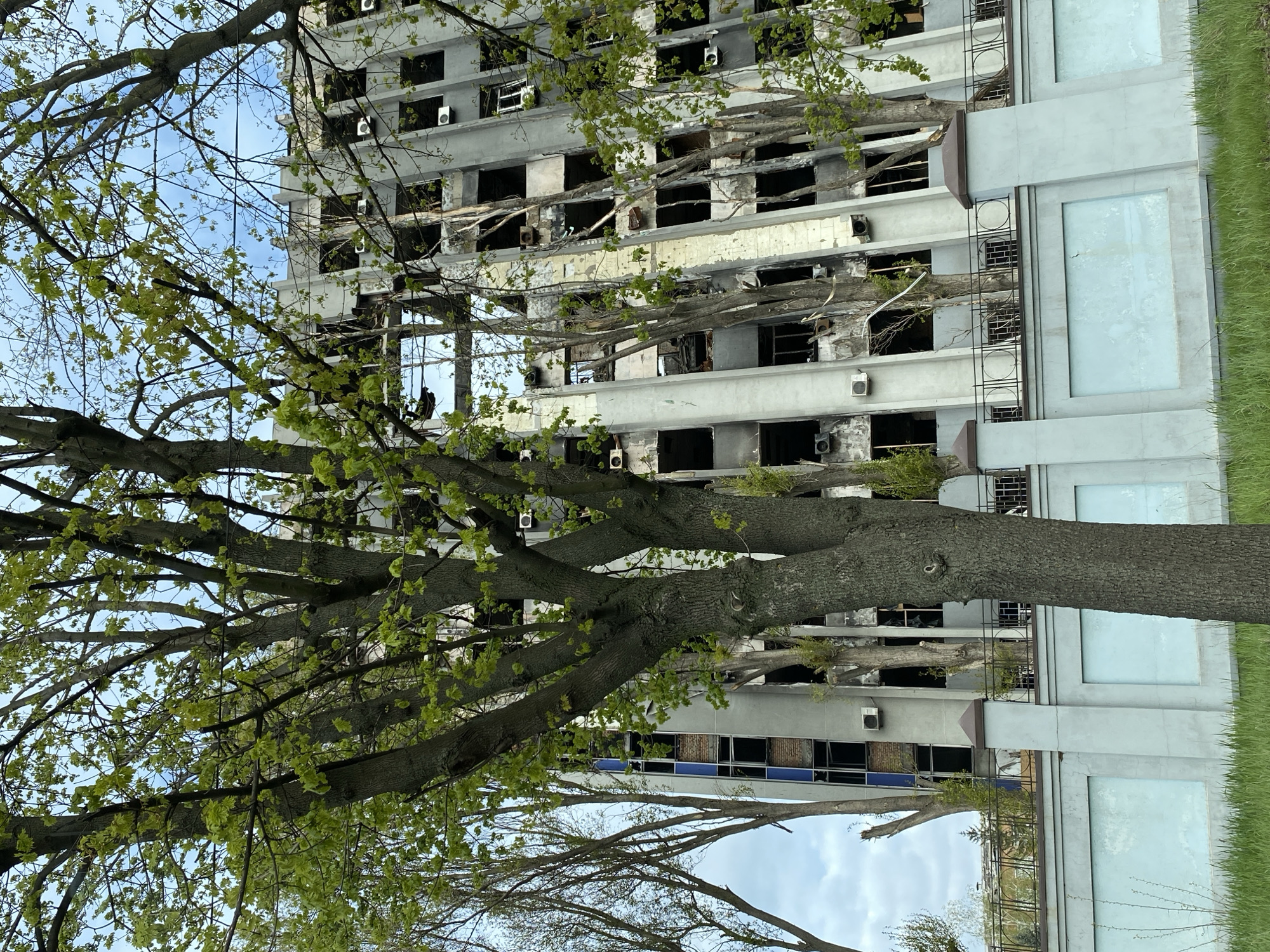 The image displays a multi-story concrete building that appears heavily damaged, largely obscured by the vibrant green foliage and thick trunks of several large trees in the foreground. The building, which has a light gray facade, shows extensive destruction across its visible levels. Many windows are shattered or completely missing, revealing dark, empty interiors with visible scorch marks, structural damage, and debris, suggesting it has been subjected to fire, explosion, or conflict. Several white exterior air conditioning units are still attached to the building's walls, some appearing damaged.
The prominent trees in the foreground feature mature, gnarled trunks and branches adorned with bright green leaves, indicating a spring or early summer season. These healthy trees create a stark visual contrast with the desolate state of the man-made structure behind them. Through the tree canopy, a clear, light blue sky with scattered white clouds is visible. To the right of the building, a strip of manicured green grass suggests a lawn or open area alongside the structure. No people are visible, and no activities are taking place. The scene depicts the aftermath of a destructive event, leaving an impression of devastation and abandonment. There is no visible text in the image.