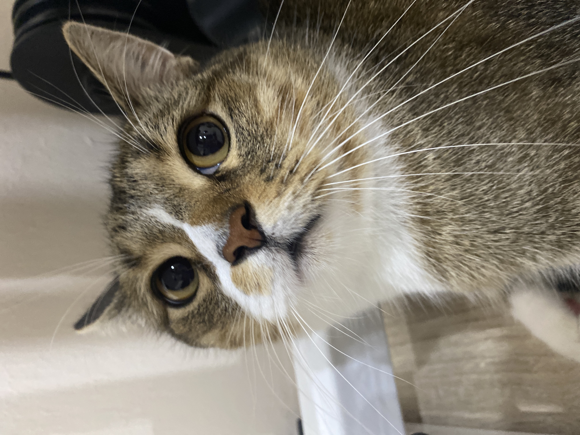 This is a close-up, vertically oriented photo of a domestic cat's face. The cat has tabby markings with brown, grey, and white fur. Its eyes are large and dark brown with visible reflections. The cat's nose is a pinkish-brown color. Long white whiskers extend from its muzzle. The background is a light-colored, textured surface, possibly a desk or table, and a dark object, likely part of a chair or computer equipment. The lighting appears to be indoor, suggesting a casual or domestic setting. The cat's gaze is directed towards the camera, and its head is tilted, giving it a curious or alert expression. There is no visible text in the image. The context provided suggests the location is Novokuybyshevsk, Russia.