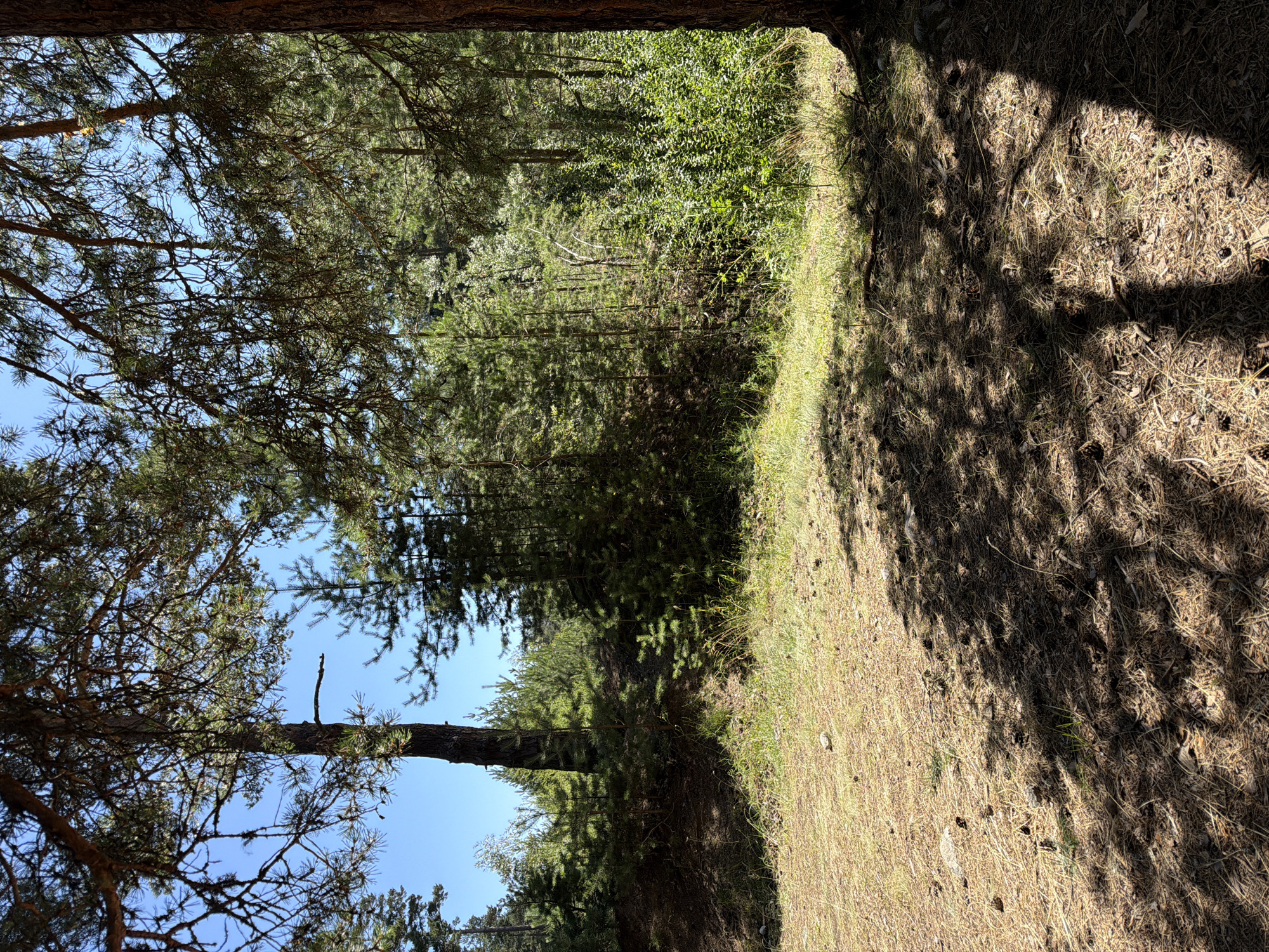 The image depicts a sun-dappled forest floor covered in dry pine needles and scattered pine cones. In the foreground, the ground is uneven and textured. The middle ground reveals a dense forest with various young pine trees and undergrowth, interspersed with patches of sunlight and shadow. Behind the young trees, larger pine trees with dark trunks are visible, their branches extending upwards towards a clear blue sky. A large, dark tree trunk occupies the right edge of the frame. The overall impression is of a natural forest environment, likely within or adjacent to the city of Govedartsi, Bulgaria, given the context. No people or animals are present in the scene.