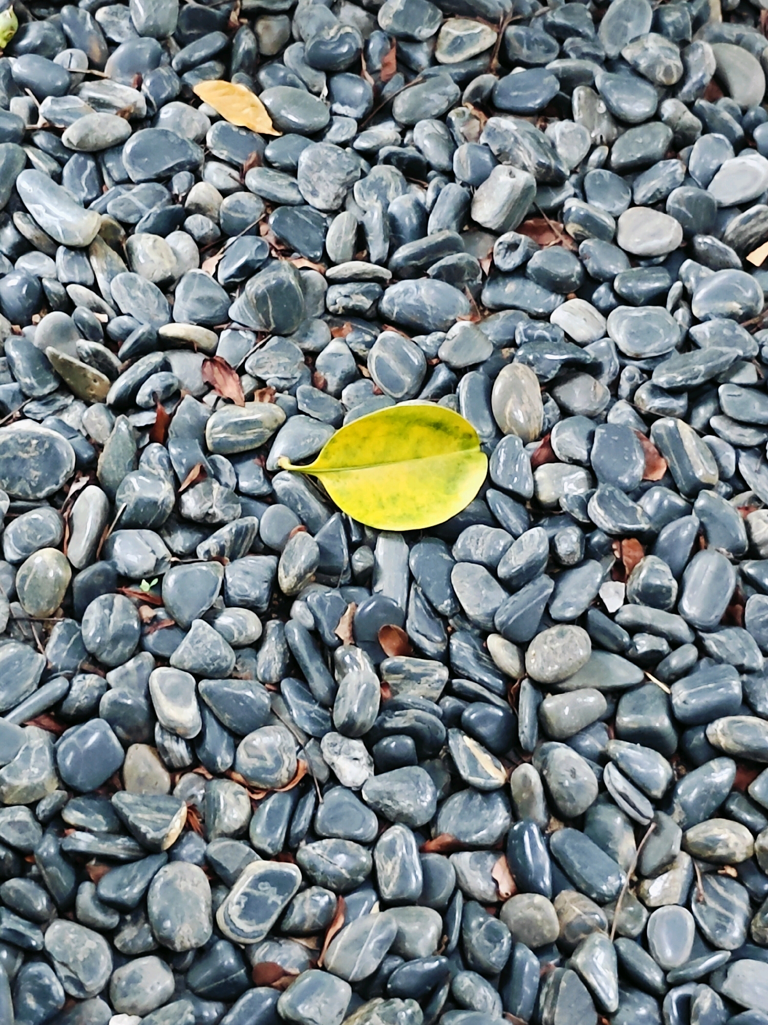 The image displays a close-up, overhead view of a dense ground cover composed of numerous smooth, grey, and black stones. Interspersed among the stones are a few dry, fallen leaves, one of which is a distinct bright yellow. The texture of the stones is varied, with some appearing glossy and others more matte. The overall impression is of a natural ground surface, possibly in an outdoor setting. There are no people or animals visible in the image. The scene is located in Mu Si, Thailand.