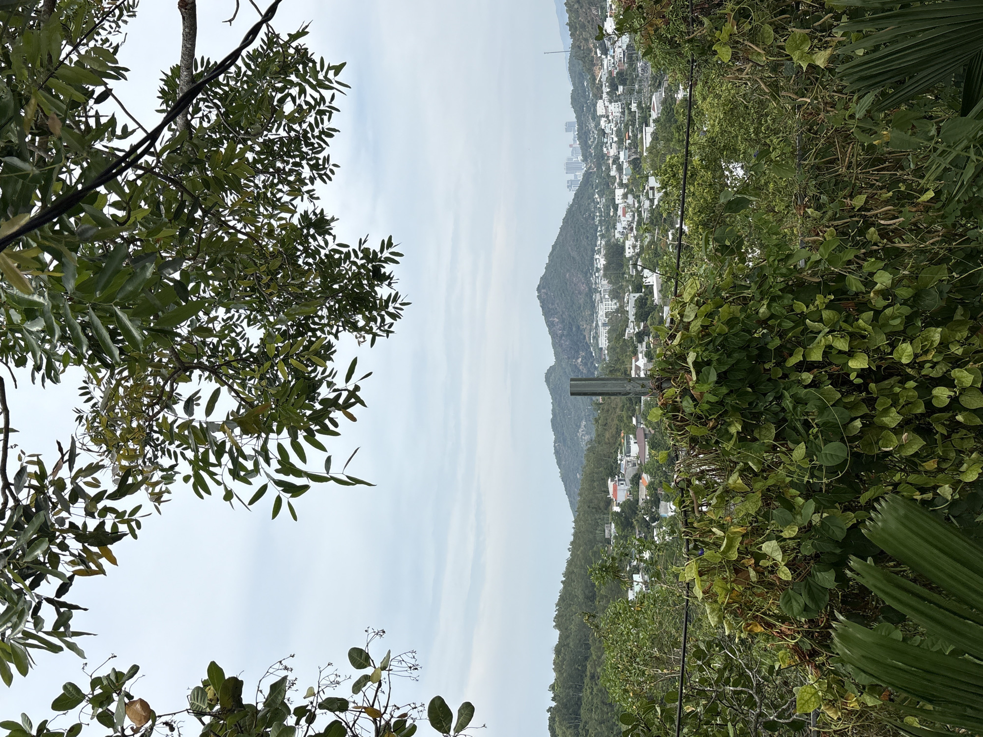 Captured from an elevated, partially obscured perspective in Bac Nha Trang Ward, Vietnam, the image showcases a cityscape nestled amongst verdant hills. The right side of the view is dominated by dense foliage, including climbing vines and palm fronds, while tree branches with distinctive, elongated leaves frame the left. Buildings, predominantly white residences, cascade down the slopes of the hills, forming a visually appealing urban sprawl. Atop one of the hills, a slender tower rises prominently above the rooftops. A cloudy sky is visible between the landscape.