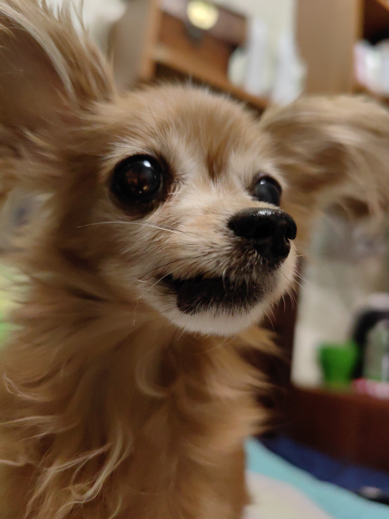 The image is a close-up, low-angle, indoor photograph of a small, tan-colored dog with large, expressive eyes and prominent ears. The dog's fur is long and slightly disheveled, giving it a fluffy appearance. Its nose is black and appears wet, and it has a few white whiskers. The background is blurred and out of focus, suggesting it is an indoor setting. The colors in the background include browns, greens, and blues, with some indistinct shapes that might be furniture or other objects. There is no indication of the city of Ulan-Ude, Russia, or any specific urban environment. The image focuses solely on the dog's face and upper body.
