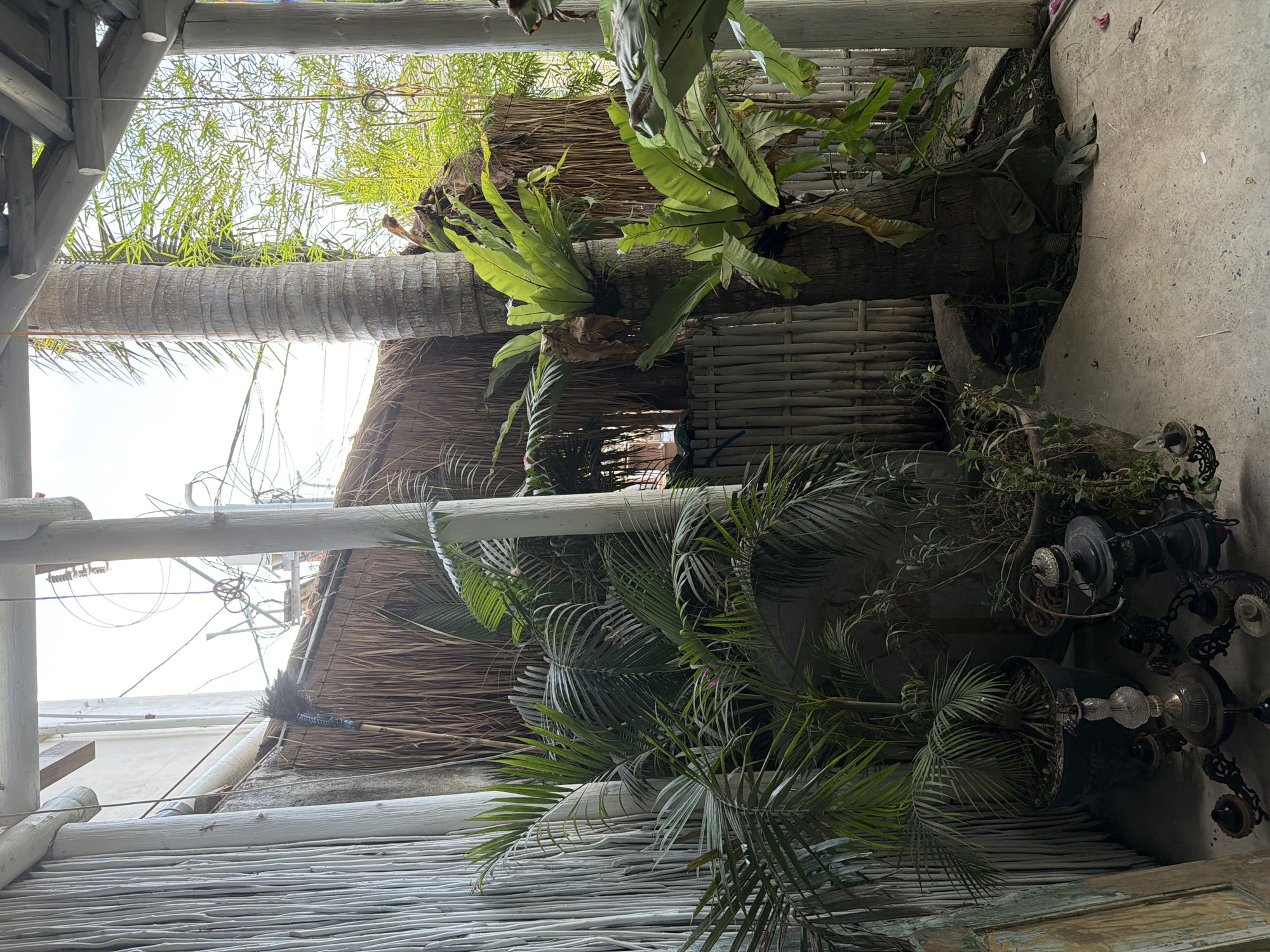 The image depicts an outdoor, partially covered area with a tropical ambiance, likely a garden or patio space in Kuta, Indonesia. The scene is densely populated with lush vegetation, including a large palm tree with epiphytic plants growing on its trunk, smaller potted palm trees, and other leafy plants. The background features a thatched roof structure and a fence made of bamboo poles. Overhead, electrical wires are visible against a bright sky, suggesting an urban or semi-urban setting. The foreground is a concrete floor with scattered debris and a vintage-style chandelier or lamp fixture. The overall impression is one of a somewhat unkempt, natural space integrated into a built environment.