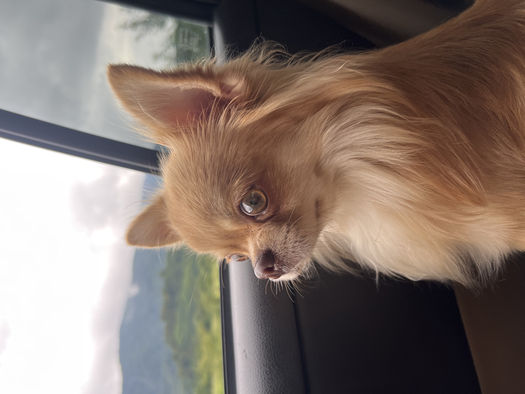 A long-haired, light brown chihuahua looks out of a car window. The dog's head and upper body are visible, and it is facing to the left. The dog has large, expressive eyes and pointed ears. The background outside the window shows a green, hilly landscape with some trees and a cloudy sky. The interior of the car, including the door panel and window frame, is visible.