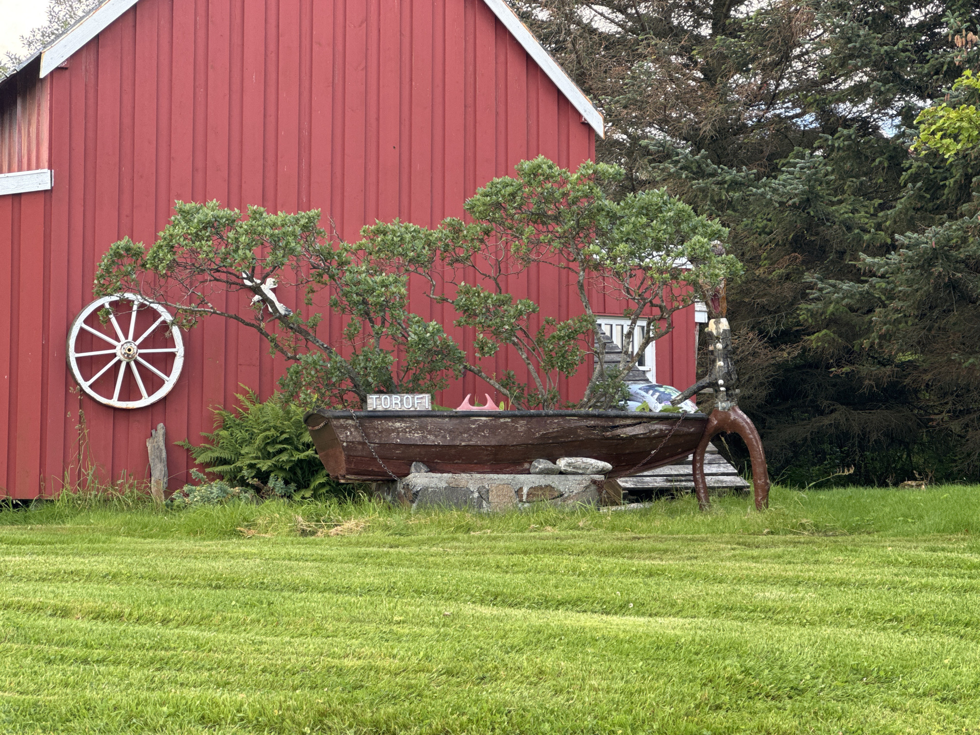 In the city of Lovund, Norway, a red, wooden barn stands in the background. In front of the barn, a weathered wooden rowboat, labeled "TOROFI", rests on a stone and wooden base. The boat is adorned with a pink object and some gardening supplies. To the left of the boat, a white wagon wheel is mounted on the barn. Lush green grass covers the foreground, and a variety of trees and shrubs surround the scene. A small deer is visible in the grass to the right of the boat.