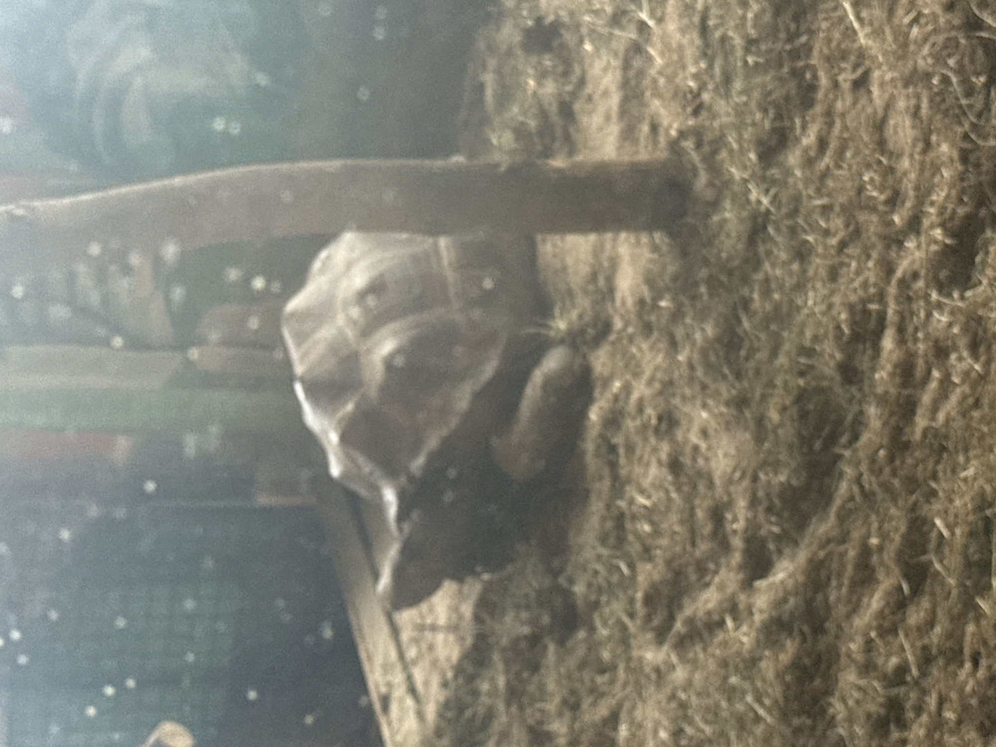 A tortoise is resting on a bed of dry grass and straw in an enclosure. The tortoise is facing left, with its head partially visible. Its shell is domed and appears to be a light brown color. A vertical wooden post is located to the right of the tortoise. The background is blurred and appears to be a dark, possibly green, surface with bright spots. The image is grainy and has a soft focus, suggesting it was taken in low light conditions. The location is identified as Zaliznychne, Ukraine, but no specific landmarks or details within the city are discernible from the image itself.