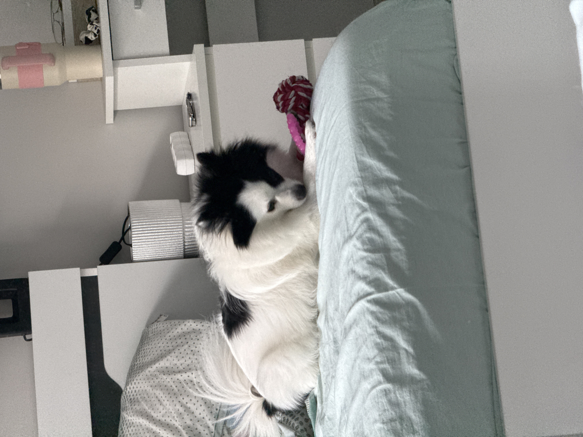 A black and white dog is lying on a bed in a room, with its head near a red and white toy. The bed has a light blue comforter. There is a white bedside table or wall shelf on the left. A power outlet is visible above the table. The dog's tail is visible.
The location is unknown, and not likely to be Stara Zagora, Bulgaria.