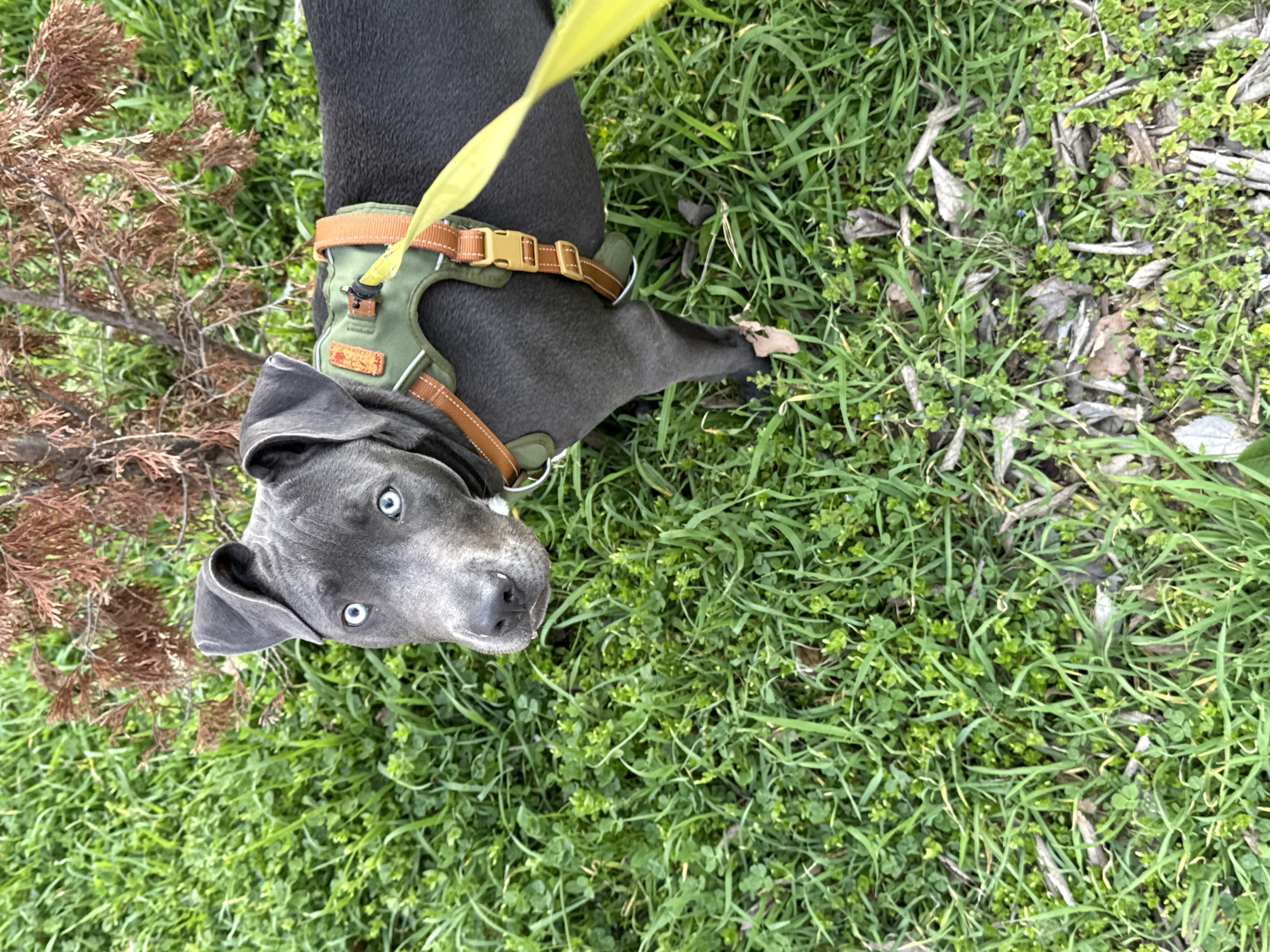 A gray pitbull with blue eyes, wearing a green and brown harness with a yellow leash, is lying on its back in a grassy area, potentially in Varna, Bulgaria. The grass is mixed with clover and some dead leaves. A small dry bush is visible to the left of the dog's head. The leash extends out of the frame.