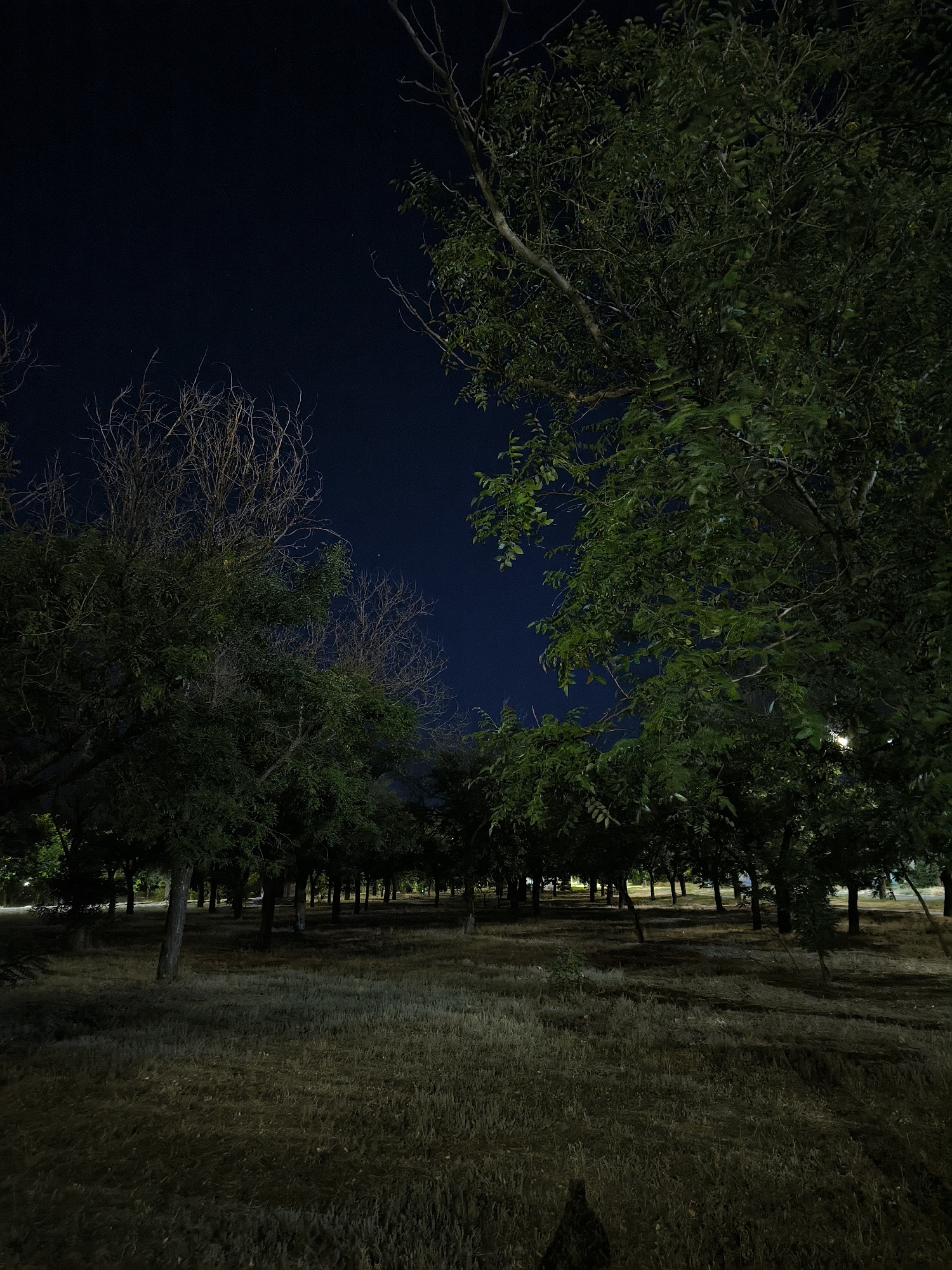 An outdoor shot captures a grove of trees at night. The sky is a deep, dark blue, dotted with a few faint stars. In the foreground, dry, straw-like grass covers the ground, with patches of darker soil showing through. The trees are a mix of leafy, green ones and bare, skeletal ones. A line of trees stretches into the distance, creating a shadowy, park-like atmosphere. In the far background, a faint light suggests the presence of streetlights or buildings. The scene is devoid of human presence, creating a sense of quiet solitude.