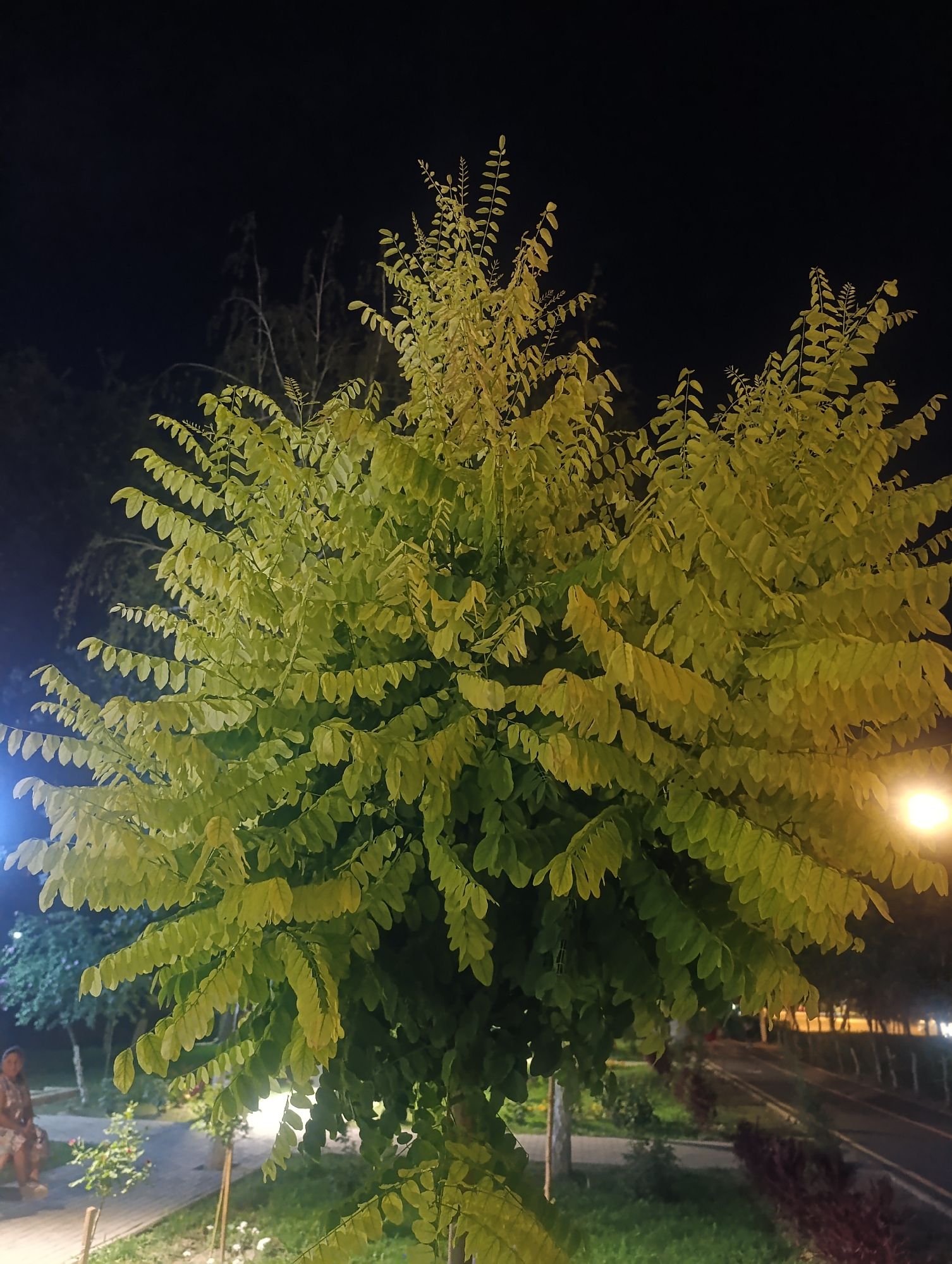 The image depicts a tree with light green leaves against a dark night sky. The tree is illuminated by artificial lights, giving it a bright, almost neon glow in some areas. In the background, a street with some lights is visible, suggesting an urban setting. To the left, a person is seated on a bench, partially visible. The scene appears to be in a park or along a city street in Osh City, Kyrgyzstan. The overall atmosphere is tranquil and nocturnal.