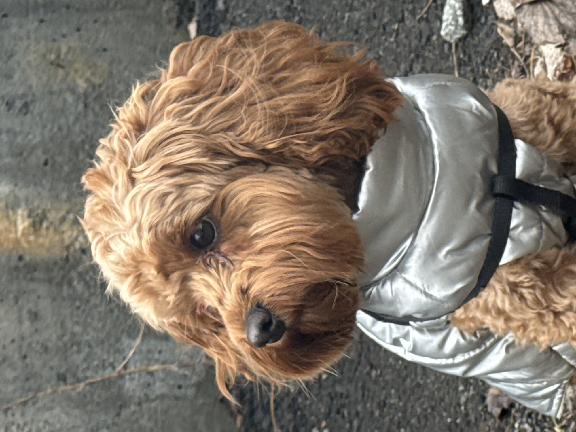 A close-up, slightly tilted, medium-shot photograph depicts a brown Cockapoo dog wearing a silver puffer jacket with black straps. The dog is positioned on what appears to be an asphalt or concrete surface. The background includes both concrete and some leaves or organic material. There are no humans present in the image. The location cannot be determined from the provided image.