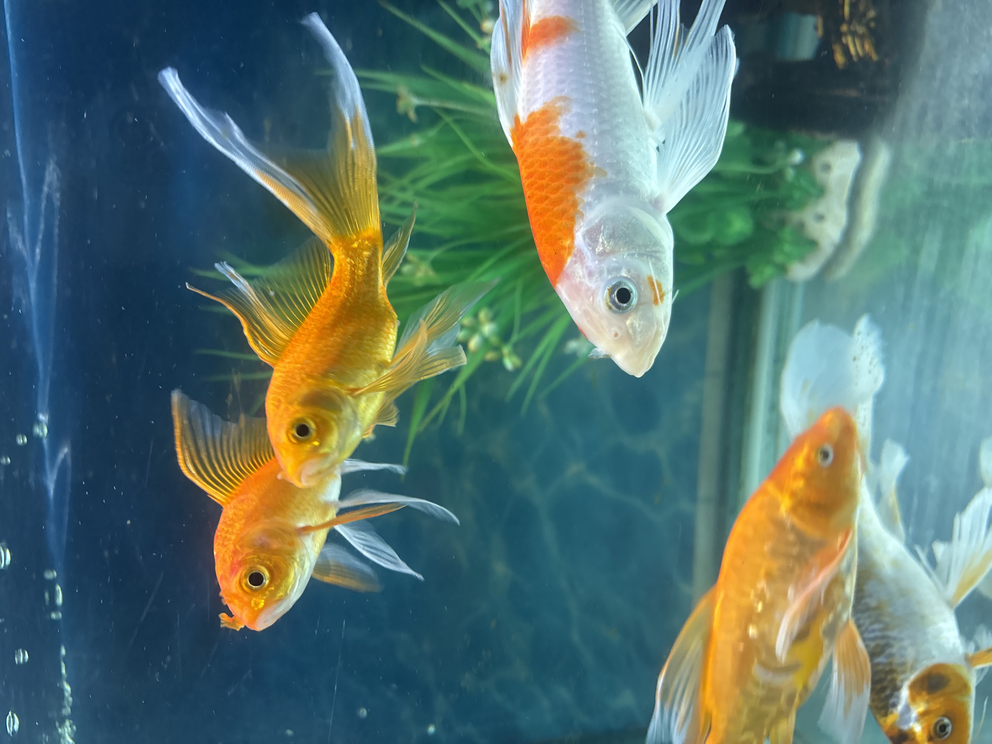 An indoor aquarium contains five fish swimming in clear blue water. Two goldfish, with orange bodies and white fins, are in the upper left of the frame, swimming towards the right. A larger fish with white and orange markings swims diagonally from the lower right towards the upper left. Two more fish are visible in the lower portion of the frame, one predominantly orange and the other with orange and grey markings, swimming towards the left. The background consists of a dark blue, textured surface with dappled light reflecting on it, and green artificial plants.