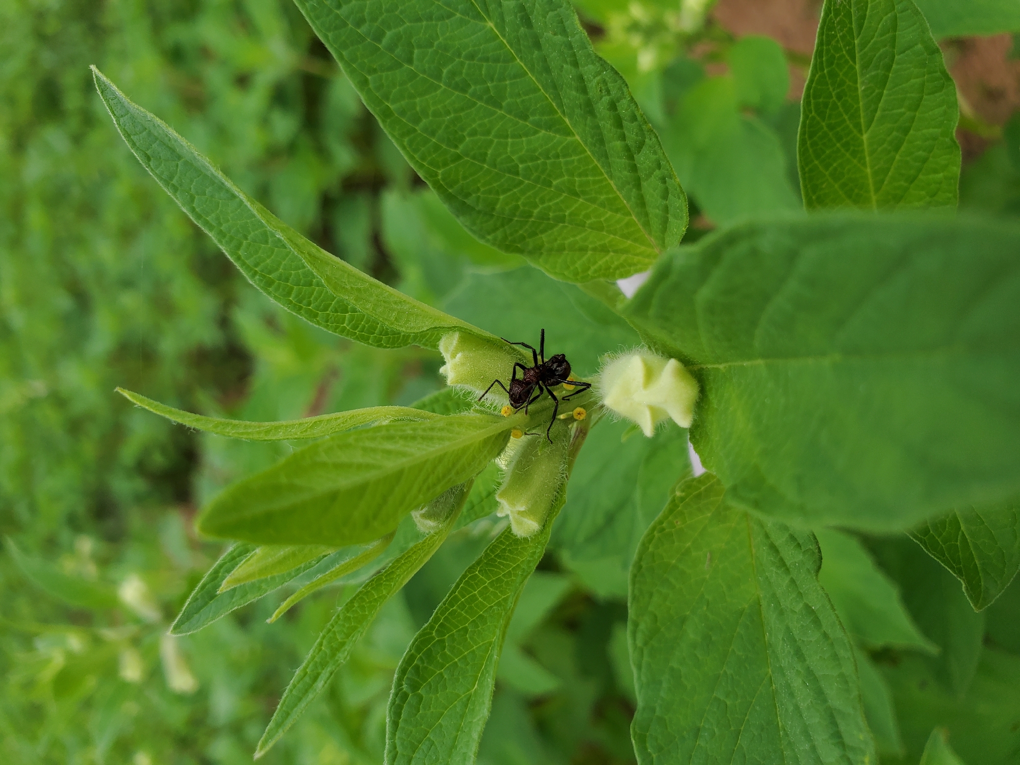 The image depicts a close-up view of a plant with green leaves and small, unopened white flowers. A black ant with yellow pollen on its legs and body is positioned on one of the flower buds. The background consists of other green plants, creating a natural setting. The location is stated as Mararaba, Nigeria, but there is no specific information in the image to confirm this.