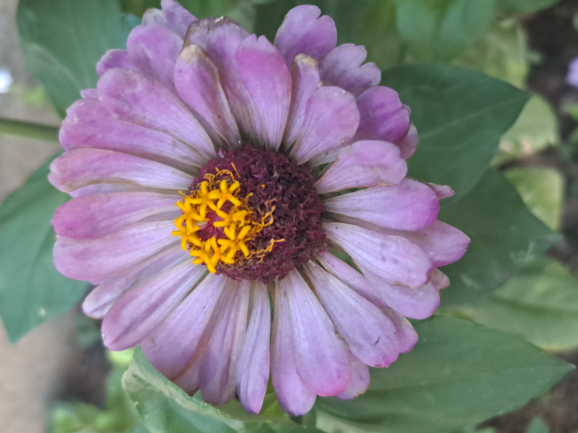 A close-up, top-down view of a single, light purple zinnia flower is centered in the frame. The flower has multiple layers of petals radiating from a dark reddish-brown center, which is adorned with bright yellow stamens. The petals are slightly curled and show subtle variations in color, with some having a pinkish hue. Green leaves are visible in the foreground and background, providing a natural setting. The image appears to be taken outdoors, likely in a garden or park. There is no visible indication of the location being in Vypasne, Ukraine; the description focuses solely on the visual elements present in the image.