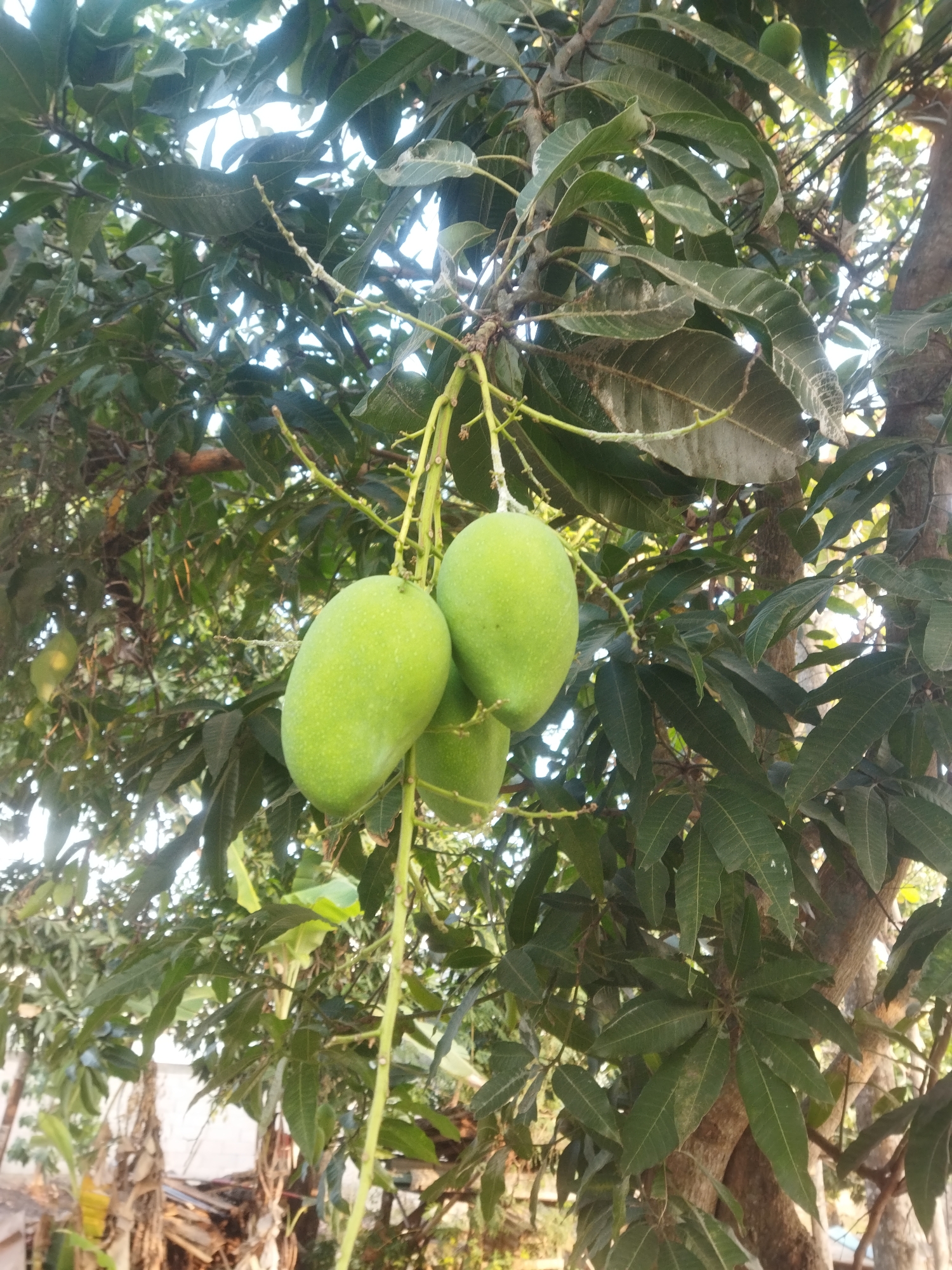 The image shows a mango tree with several green, unripe mangoes hanging from its branches. The tree is full of lush green leaves and is in an outdoor environment. In the background, there appears to be some dried foliage and possibly some construction materials, suggesting a somewhat rural or semi-developed area. The image is taken from a slightly low angle, looking up towards the mangoes and leaves against a bright sky. The scene depicts a natural setting, likely in a garden or yard. The location is identified as Wonokarto, Indonesia.