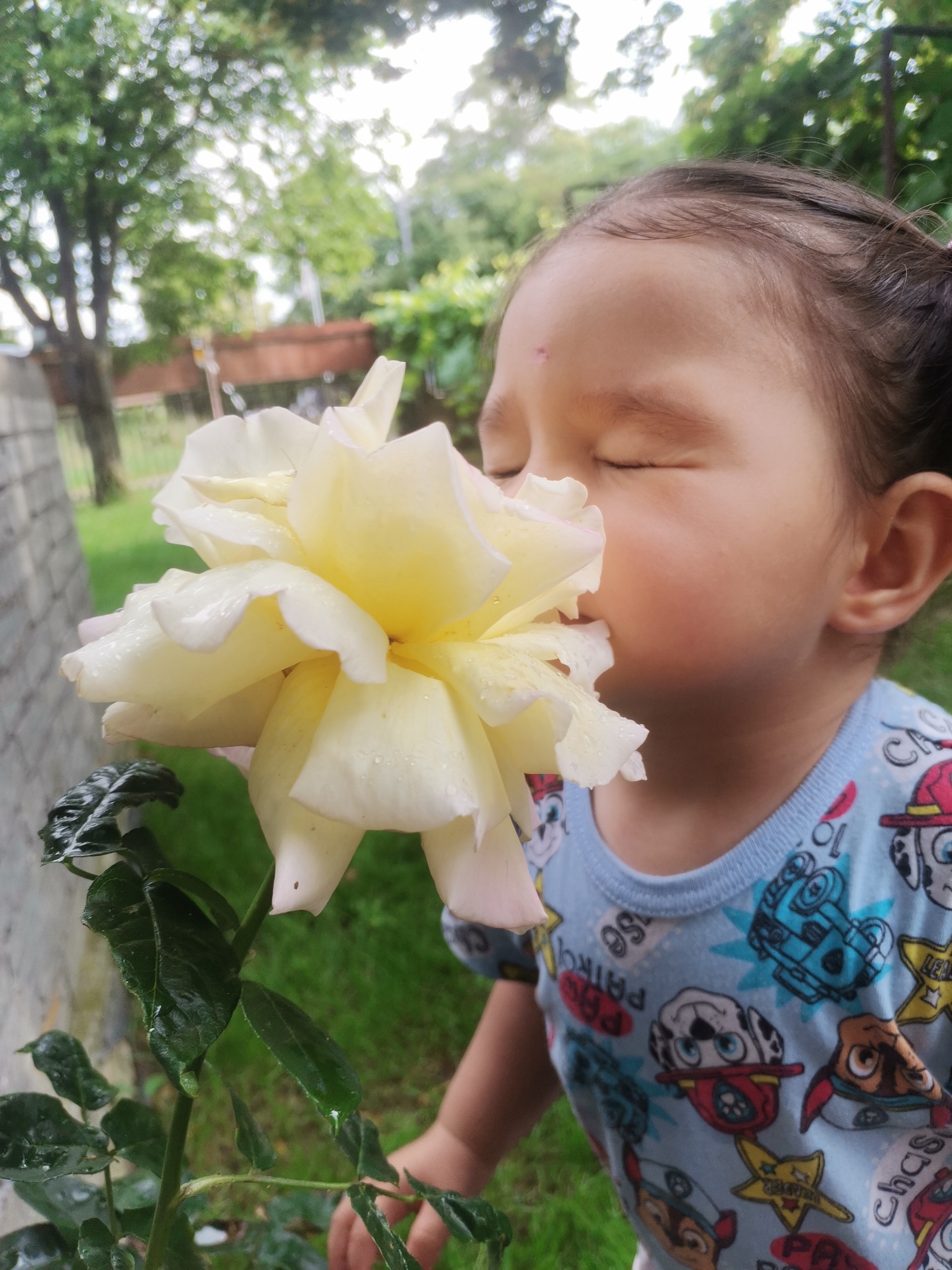 A young child, with eyes closed and head tilted, is smelling a large, light yellow rose. The child is wearing a blue t-shirt with a repeating pattern of characters from the animated series Paw Patrol. The rose has dew drops on its petals, suggesting recent rain or watering. In the background, out of focus, are green trees and grass, indicating an outdoor setting, likely a garden. A hint of a brick wall is visible on the left side of the frame. The image appears to be taken during the daytime, with soft, natural light. The child's expression conveys a sense of peace and enjoyment as they experience the scent of the flower. The visible text on the child's shirt includes "PAW" and "CHASE" in reference to the Paw Patrol characters. The overall scene is one of simple, innocent engagement with nature. The location context is Osoitsa, Bulgaria.