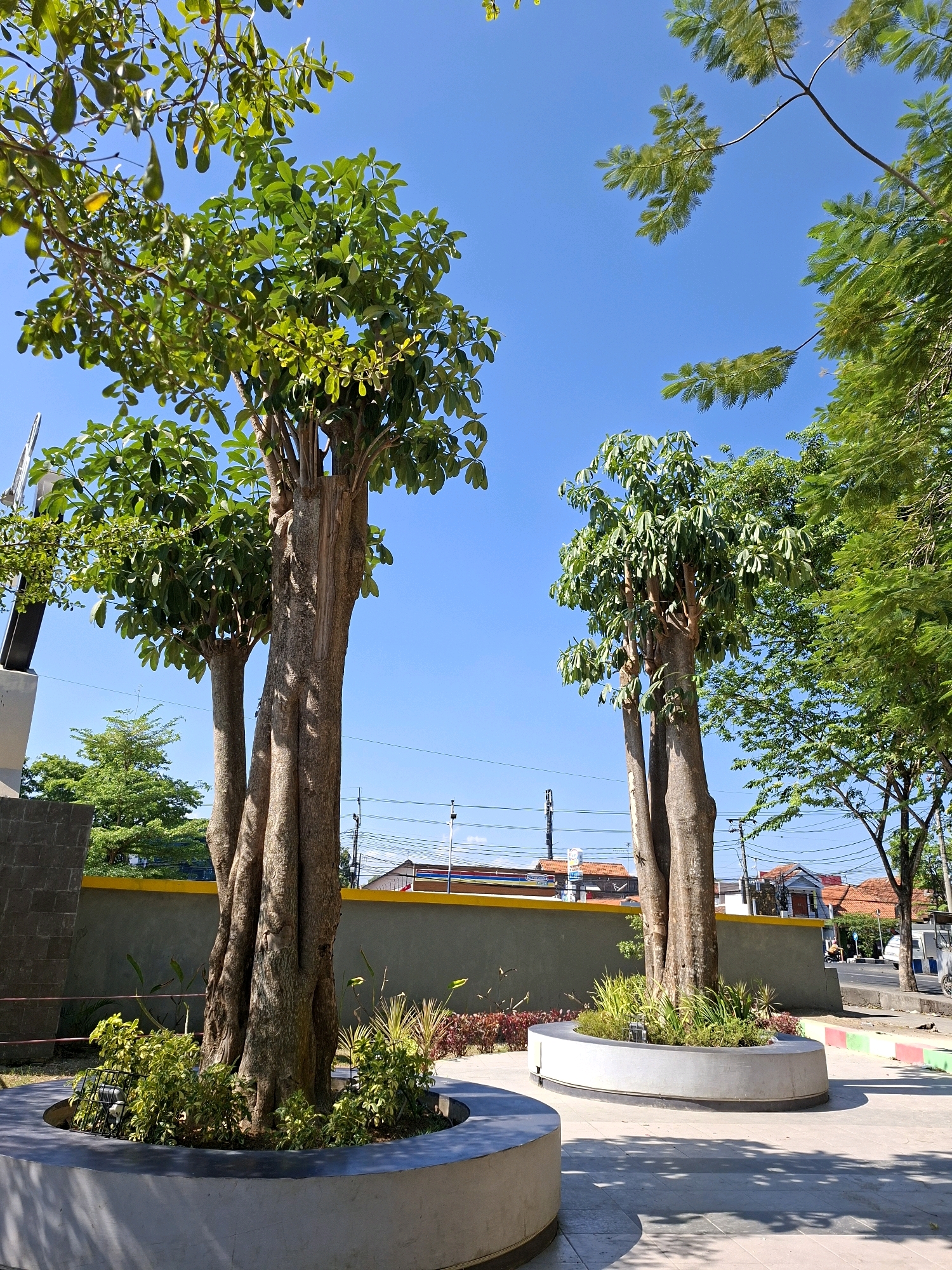 The image captures a sunny day with a clear blue sky over a landscaped urban area in Gunung Sekar, Indonesia. Two large trees with thick, textured trunks and lush green foliage dominate the foreground. They are planted in raised, circular concrete planters filled with various small green plants and ground cover.
Behind the trees, a grey wall with a yellow trim runs horizontally, separating the green space from a street. Several utility poles and wires are visible against the sky, indicating the presence of infrastructure. Buildings with red-tiled roofs can be seen in the background, suggesting a residential or commercial area. The ground in the immediate vicinity of the planters is paved with light-colored tiles and is dappled with shadows from the trees. To the right, a paved street is visible, with a sidewalk and a few vehicles, including what appears to be a white food cart or small truck. The overall scene conveys a well-maintained public space with an emphasis on greenery.
