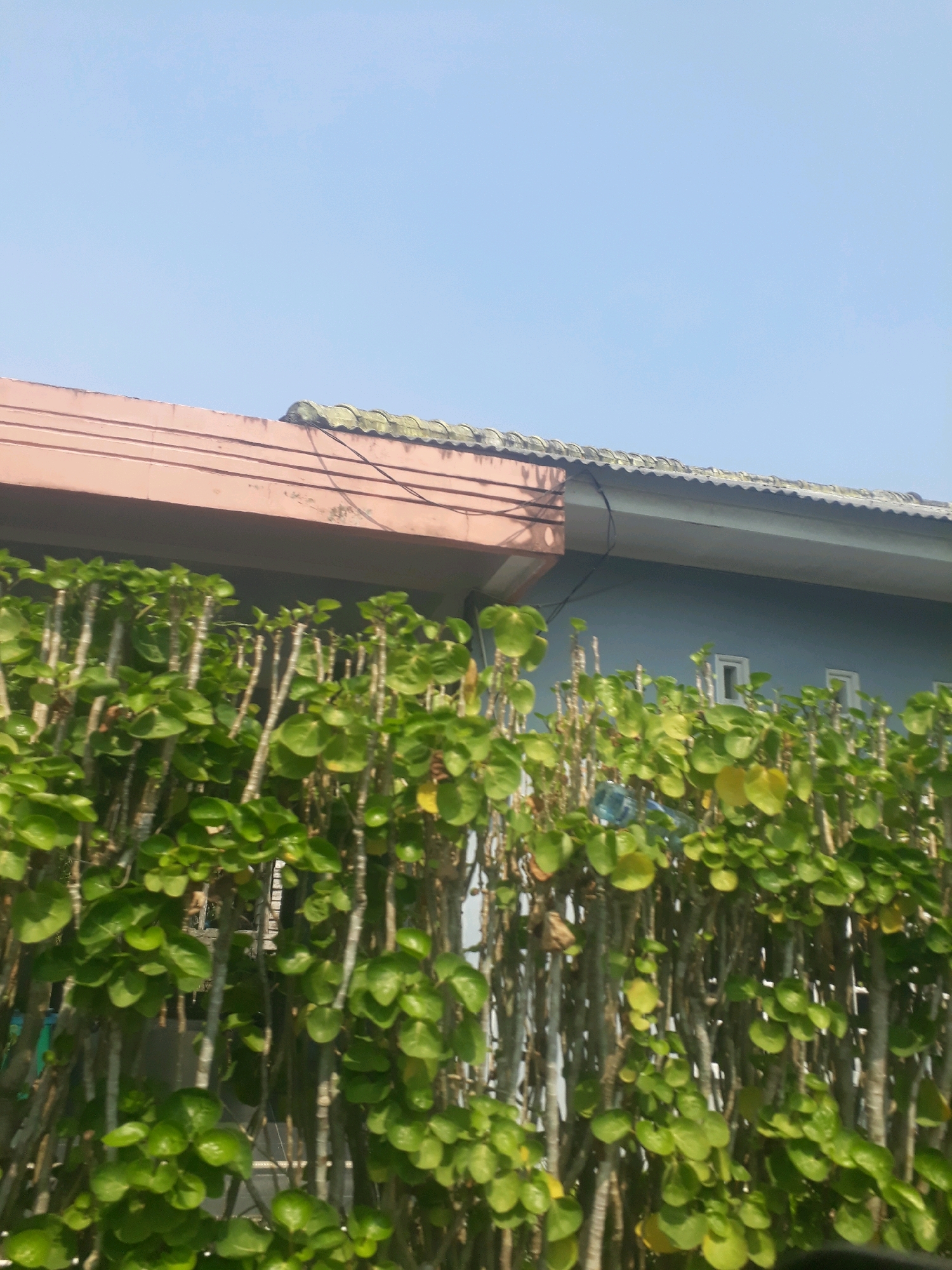 The image shows a close-up view of a dense green hedge with round leaves, composed of multiple thin stalks. Behind the hedge, a light blue wall of a building is visible, with two small white rectangular windows. Above the wall, the corrugated metal roof of the building can be seen, with a section of a pinkish-brown fascia board extending from the left. A dark electrical wire runs across the roof and along the edge of the fascia. The sky above is clear and light blue. The scene is likely outdoors, possibly in a residential area of Pangkalpinang, Indonesia, given the architectural style and vegetation.