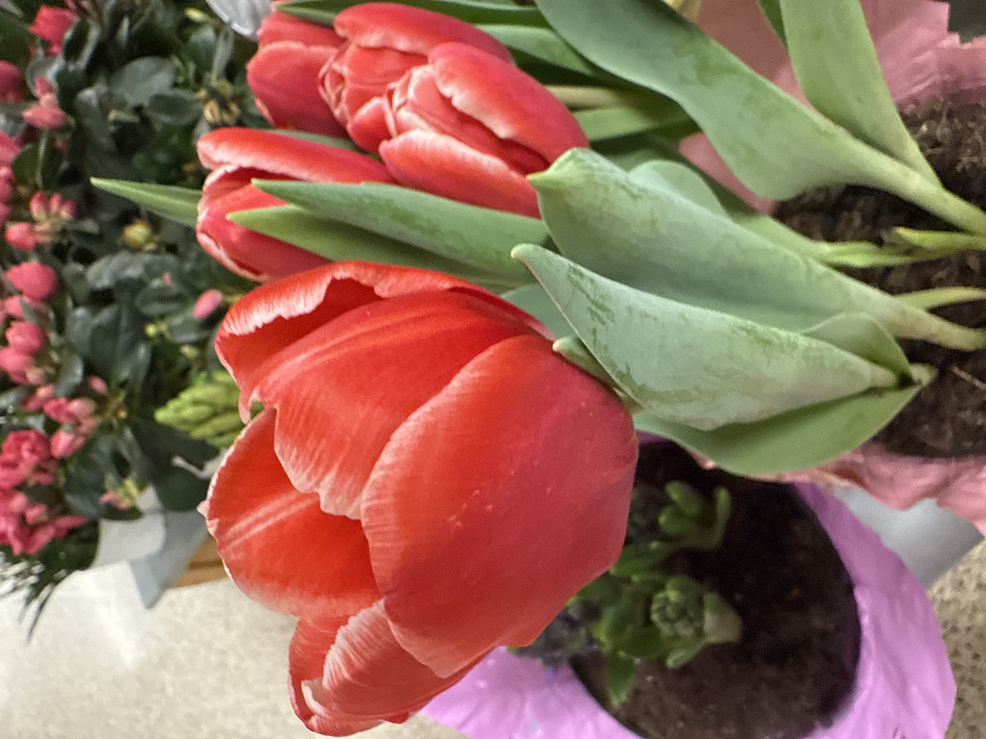 A close-up shot features red tulips with white edges, arranged in a bouquet. The flowers are in full bloom, displaying their vibrant color and delicate texture. Lush green leaves surround the tulips, adding a contrasting element to the composition. The bouquet is presented in a light purple pot filled with soil, suggesting they are either freshly planted or arranged for display. The background includes hints of other greenery, including a pink flower, possibly another type of potted plant. The location is indicated as Hollywood, United States of America, though no specific landmarks or elements identifying the location are directly visible within the frame.