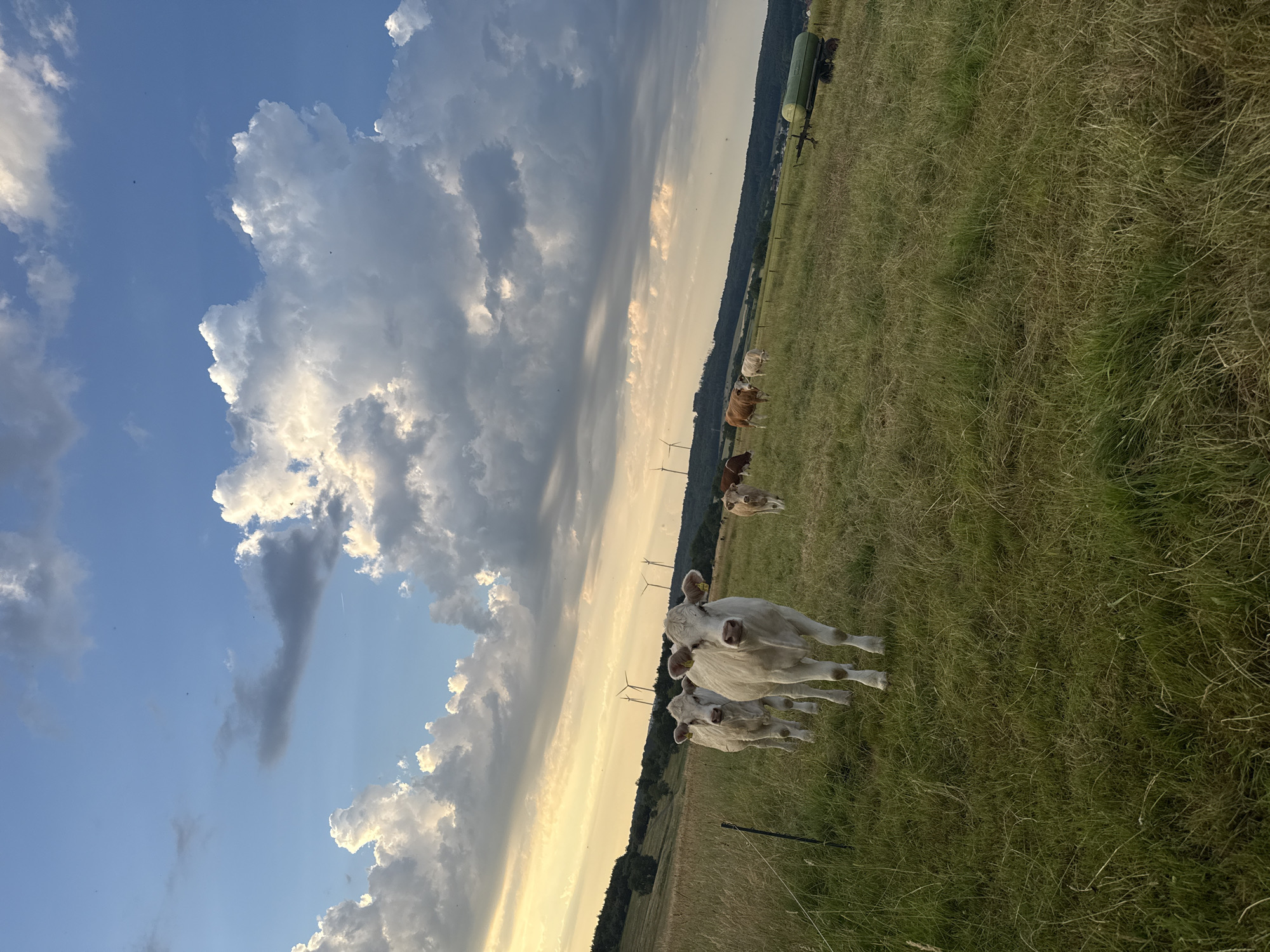 In a grassy field located in Beltershain, Germany, a herd of cows grazes under a dramatic sky filled with white and gray clouds, illuminated by the golden light of sunset. Three white cows are in the foreground, facing the camera. In the background, more cows are visible, along with wind turbines and a green water tank on wheels. The landscape appears hilly and rural, with trees on the distant horizon.