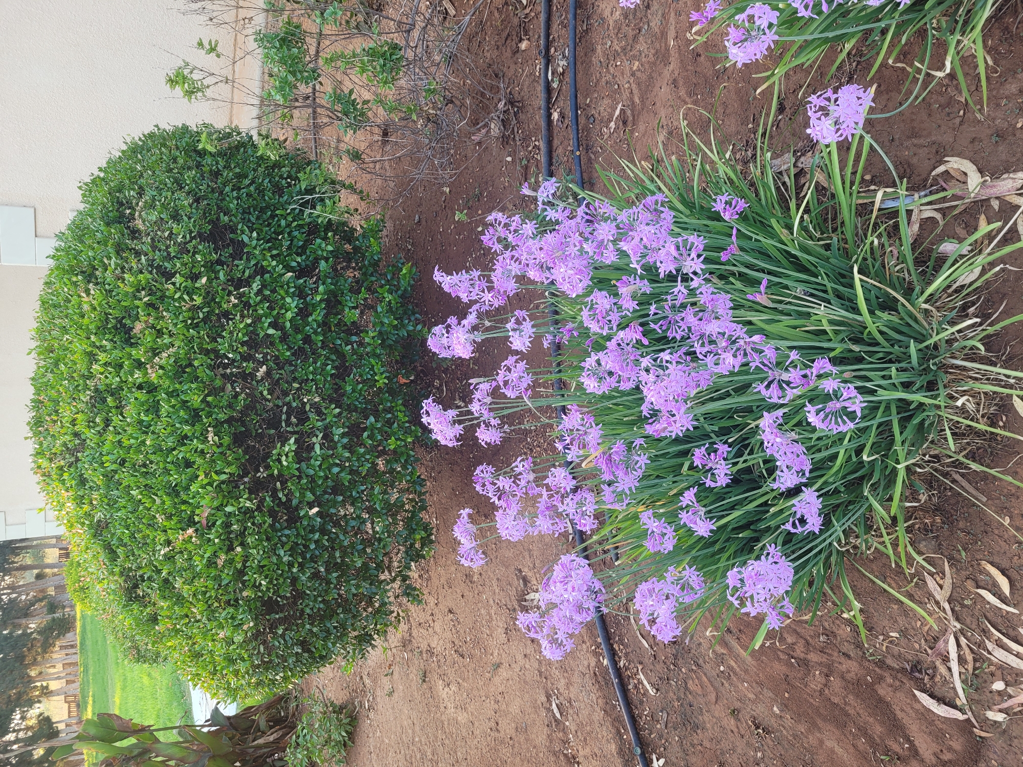The image depicts a garden scene in Trachoni, Cyprus. In the foreground, a cluster of purple, star-shaped flowers on tall green stalks is blooming. Behind the flowers, a large, rounded green hedge dominates the mid-ground. To the right of the hedge, a building with a light-colored facade is partially visible. The ground is covered in reddish-brown soil, with some fallen leaves and a black irrigation hose. In the background, a grassy area with trees and park benches is visible, suggesting a park or residential area. The overall impression is one of a well-maintained outdoor space.