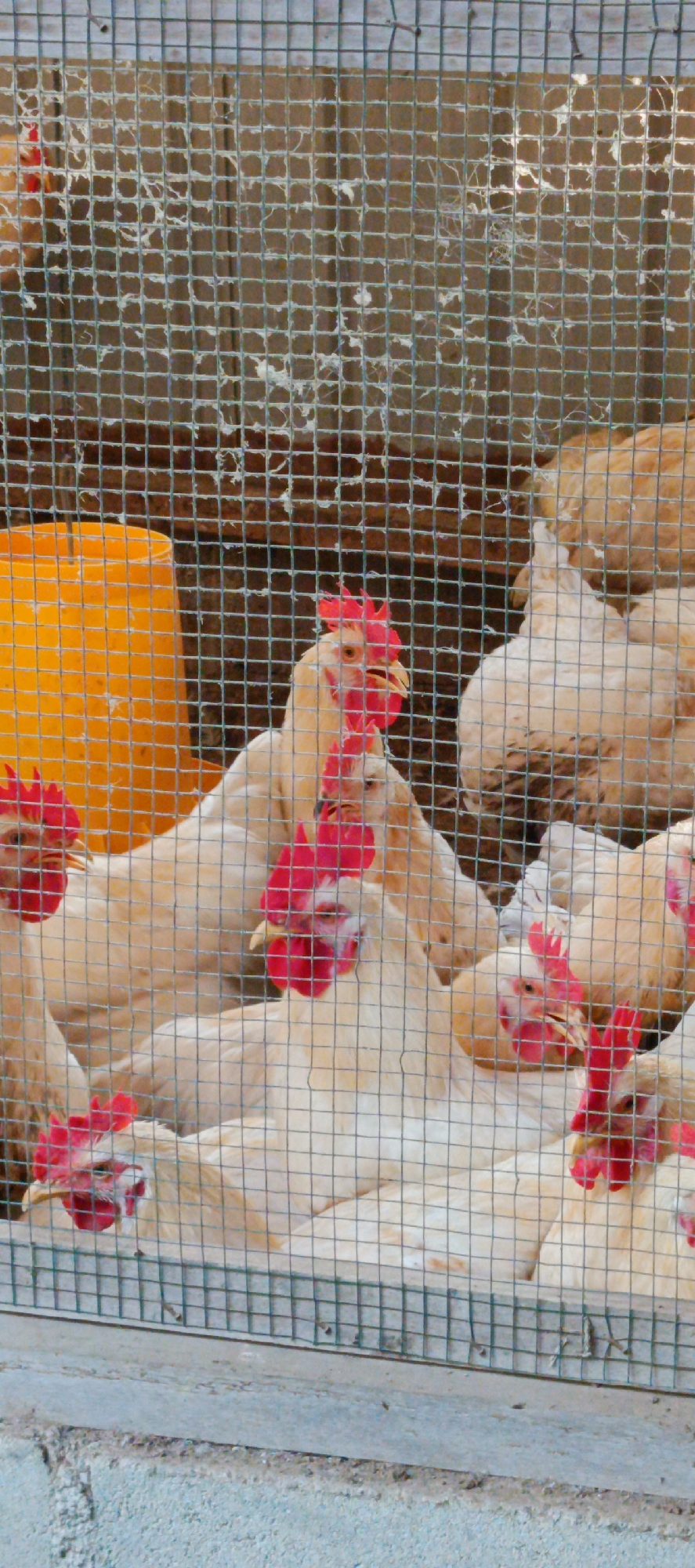 A flock of light-colored chickens with red combs and wattles are clustered together inside a wire cage. The cage is partially covered with some debris or nesting material, creating a somewhat messy appearance. To the left of the cage, a bright orange cylindrical object, likely a feeder, is visible. The background consists of a wooden surface. The scene appears to be outdoors, with a concrete surface in the foreground. The image is taken from a slightly elevated perspective, looking down into the enclosure.
