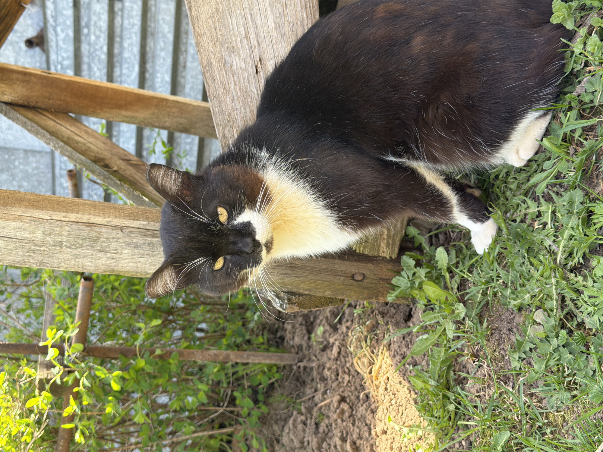 A black and white cat is lying on a wooden structure in an outdoor environment. The location is Уральское, Russia. The cat has yellow eyes and its fur is primarily black with white markings on its chest and paws. It is positioned on a weathered wooden structure, with grass and soil visible around it. A metal fence is visible in the background, along with a section of greenery. The cat appears to be resting or relaxed.