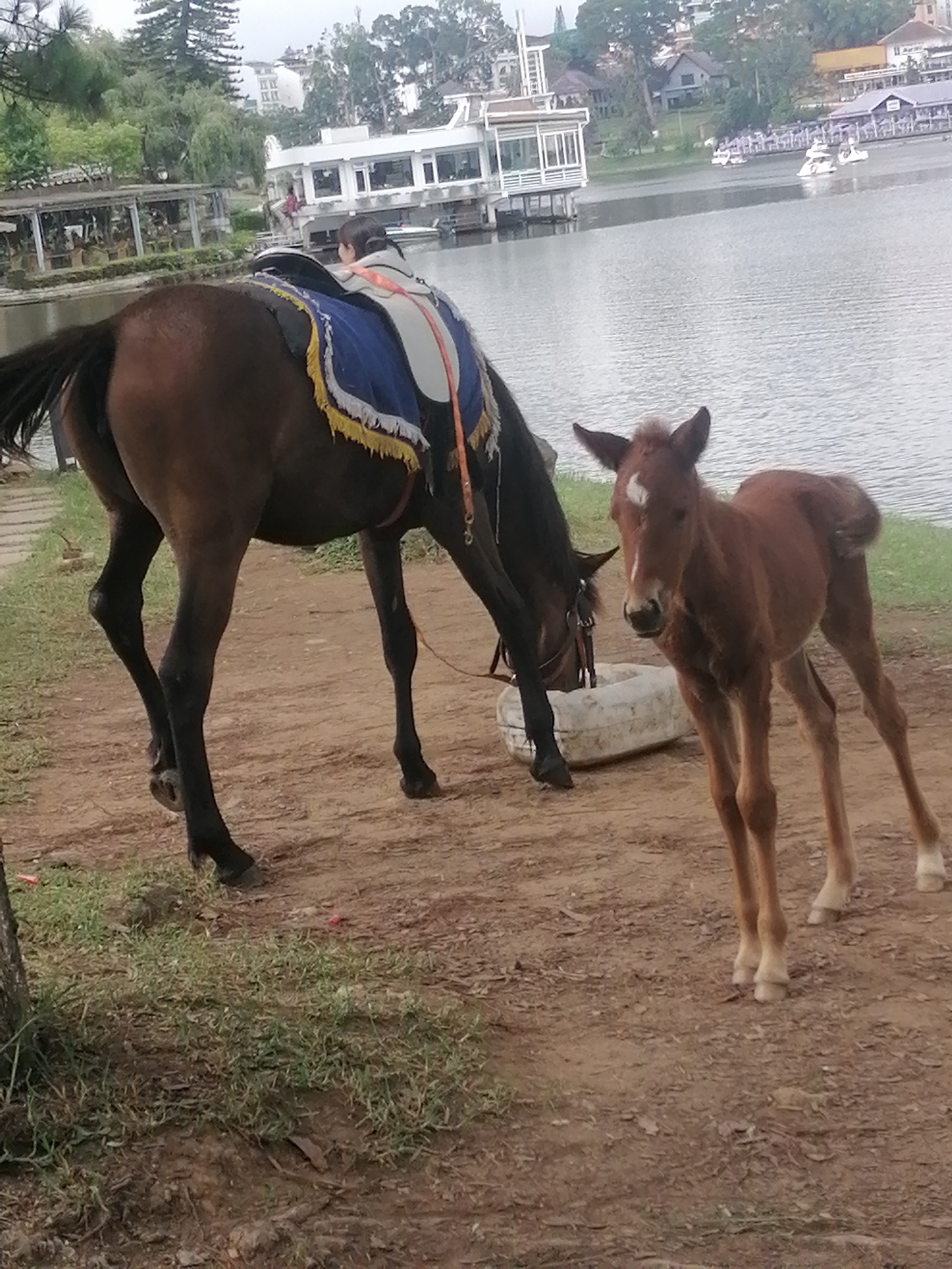 The image shows a brown horse and its foal standing on a dirt path near a lake in Da Lat, Vietnam. The horse is equipped with a saddle and a blanket. In the background, there are buildings, trees, and a body of water with boats. The foal is looking towards the camera. The scene appears to be a tourist area, possibly for horse riding activities.