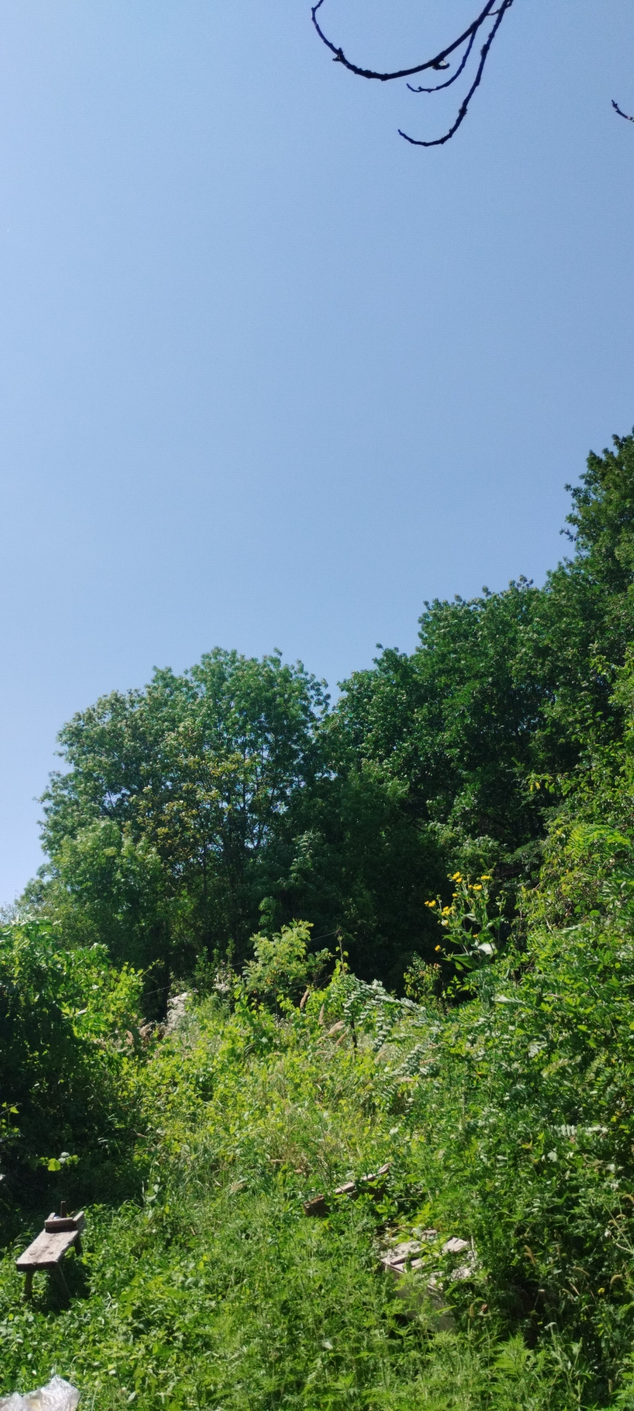 The image depicts a densely vegetated hillside under a clear blue sky. In the lower left quadrant, a small wooden structure, possibly part of a bench or table, is partially visible, situated amongst tall green grass and weeds. The foliage consists of various shades of green, with some dried grasses and wildflowers adding texture and color. In the mid-ground and extending towards the right, a line of mature trees with full green canopies forms a backdrop. The sky occupies the upper half of the image, with a bare tree branch extending from the top right corner into the frame. The scene appears to be a natural, overgrown area, likely in or on the outskirts of Yaroslavskaya, Russia, given the context. There are no people or animals visible in the image.